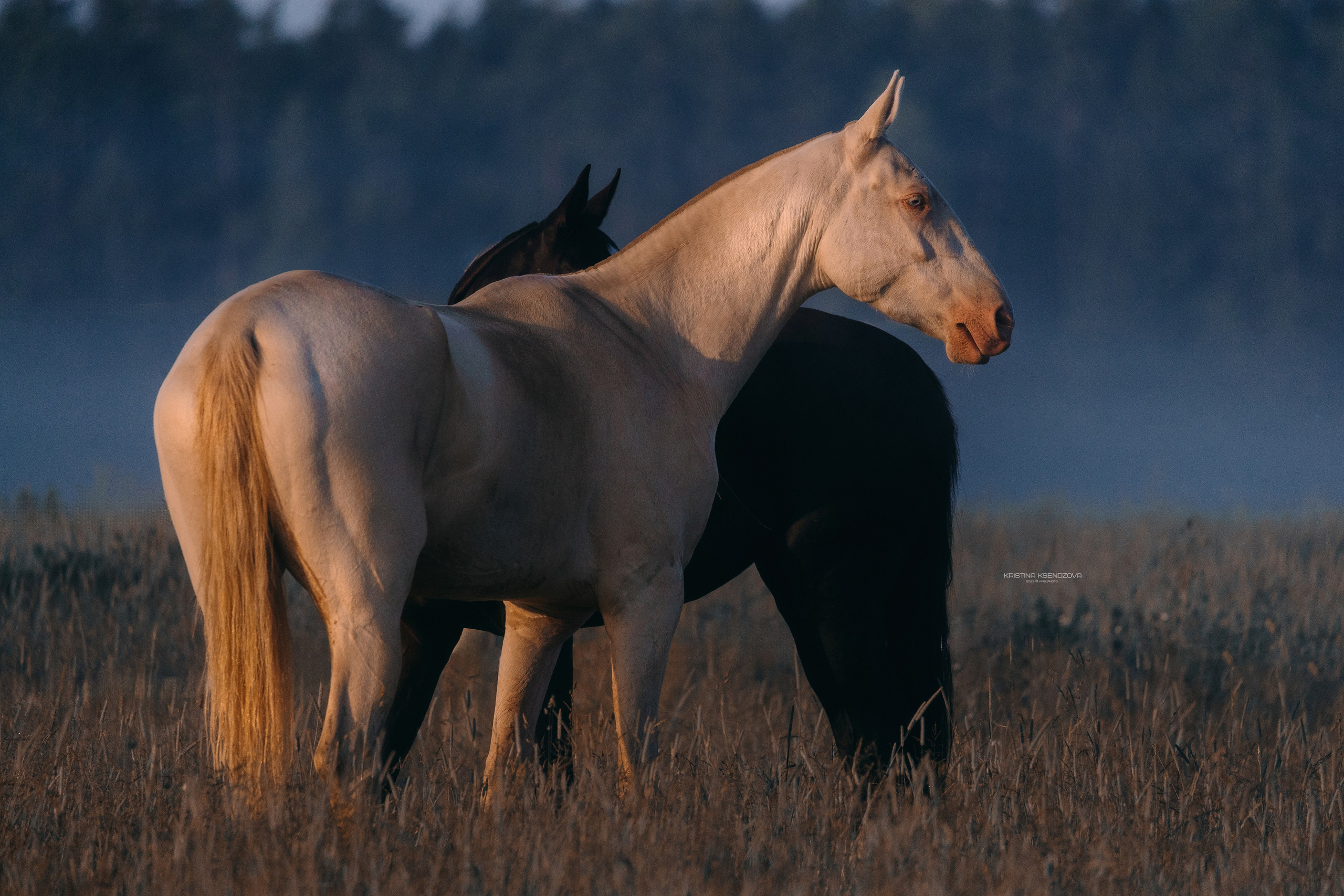 Рассвет. Фотограф-анималист Ксендзова Кристина