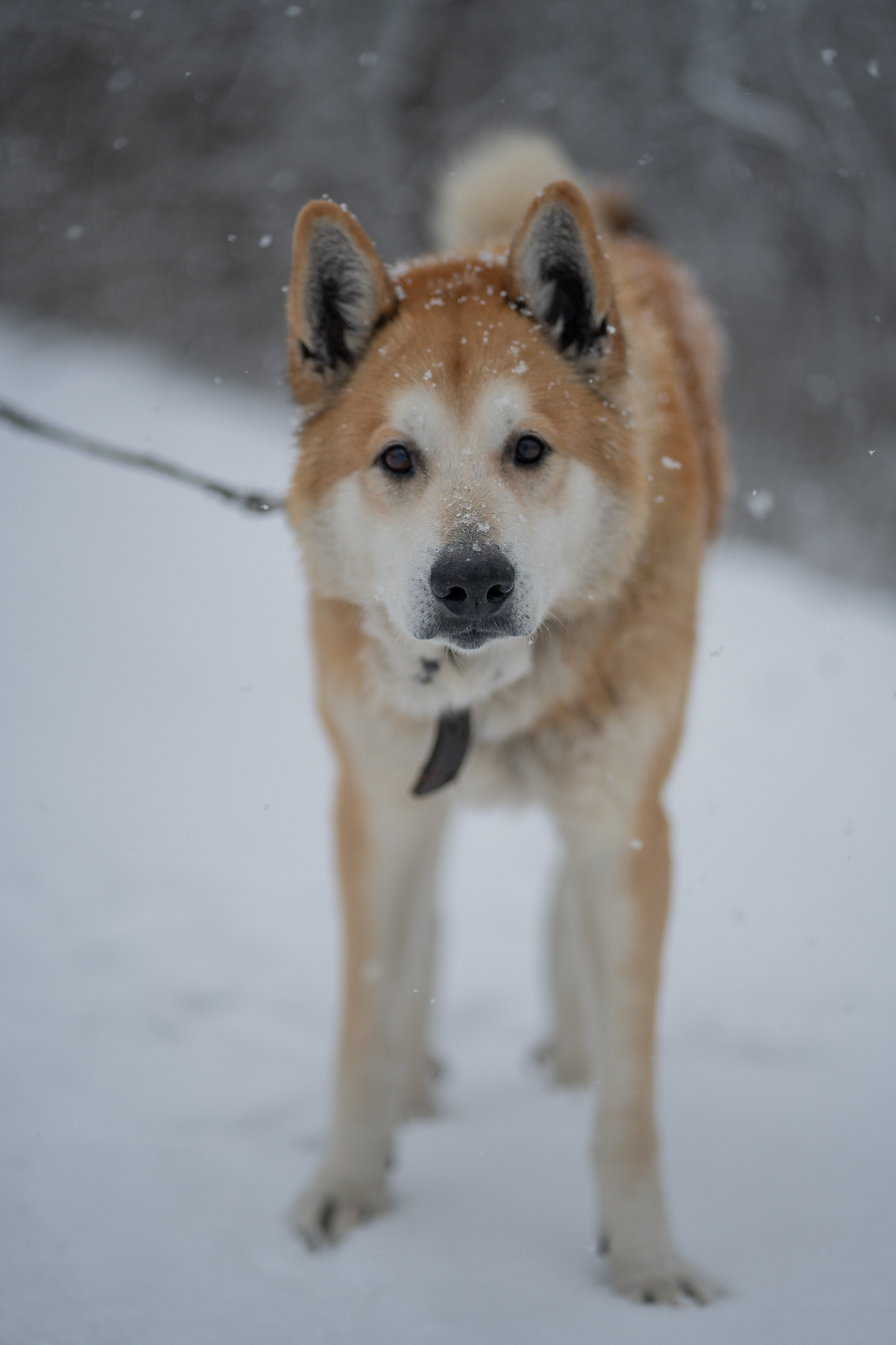 Анимализм. Портретный фотограф Олеся Владимирова в Москве
