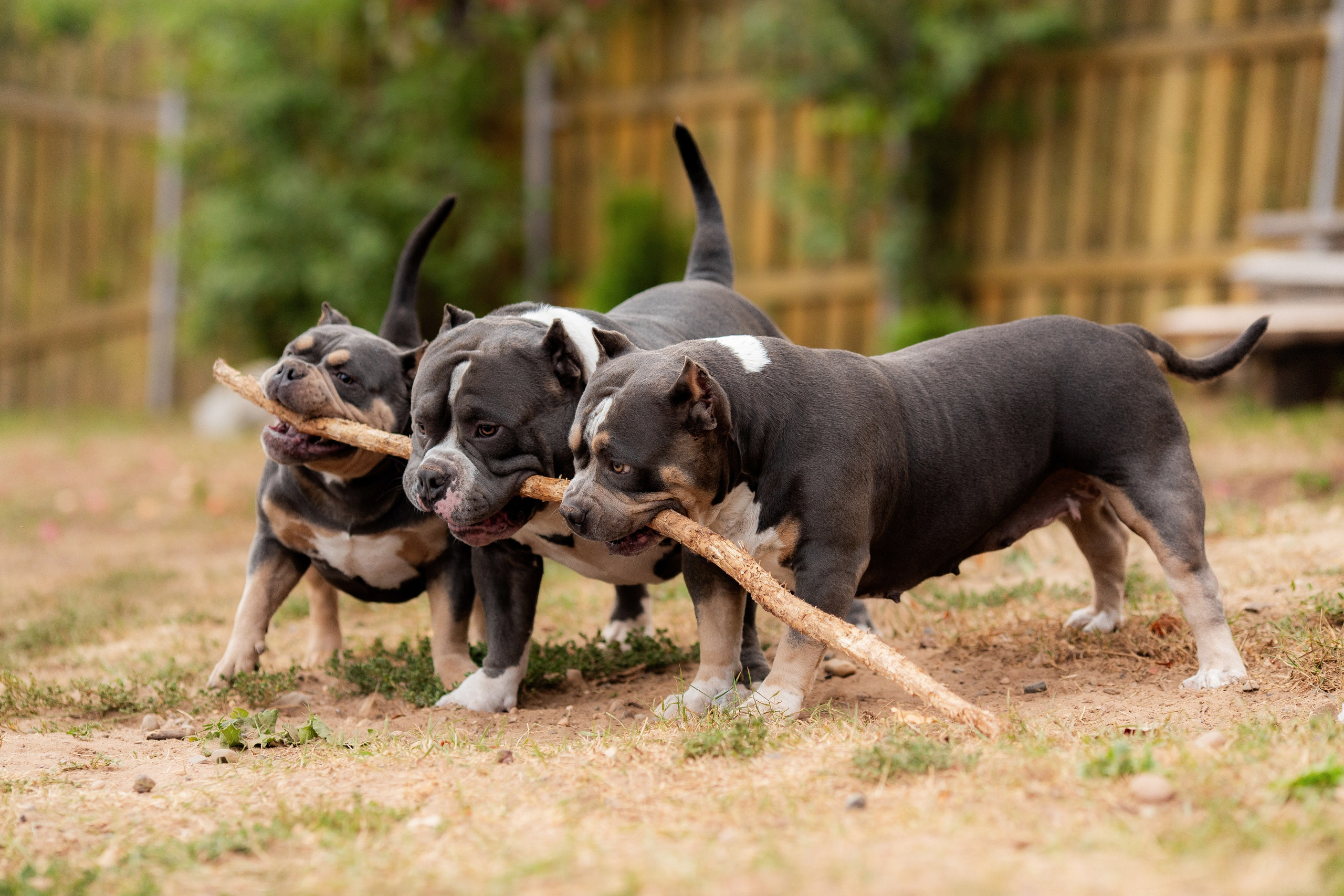 Наталья и булли. Фотограф Анималист в Перми Анастасия Остерман