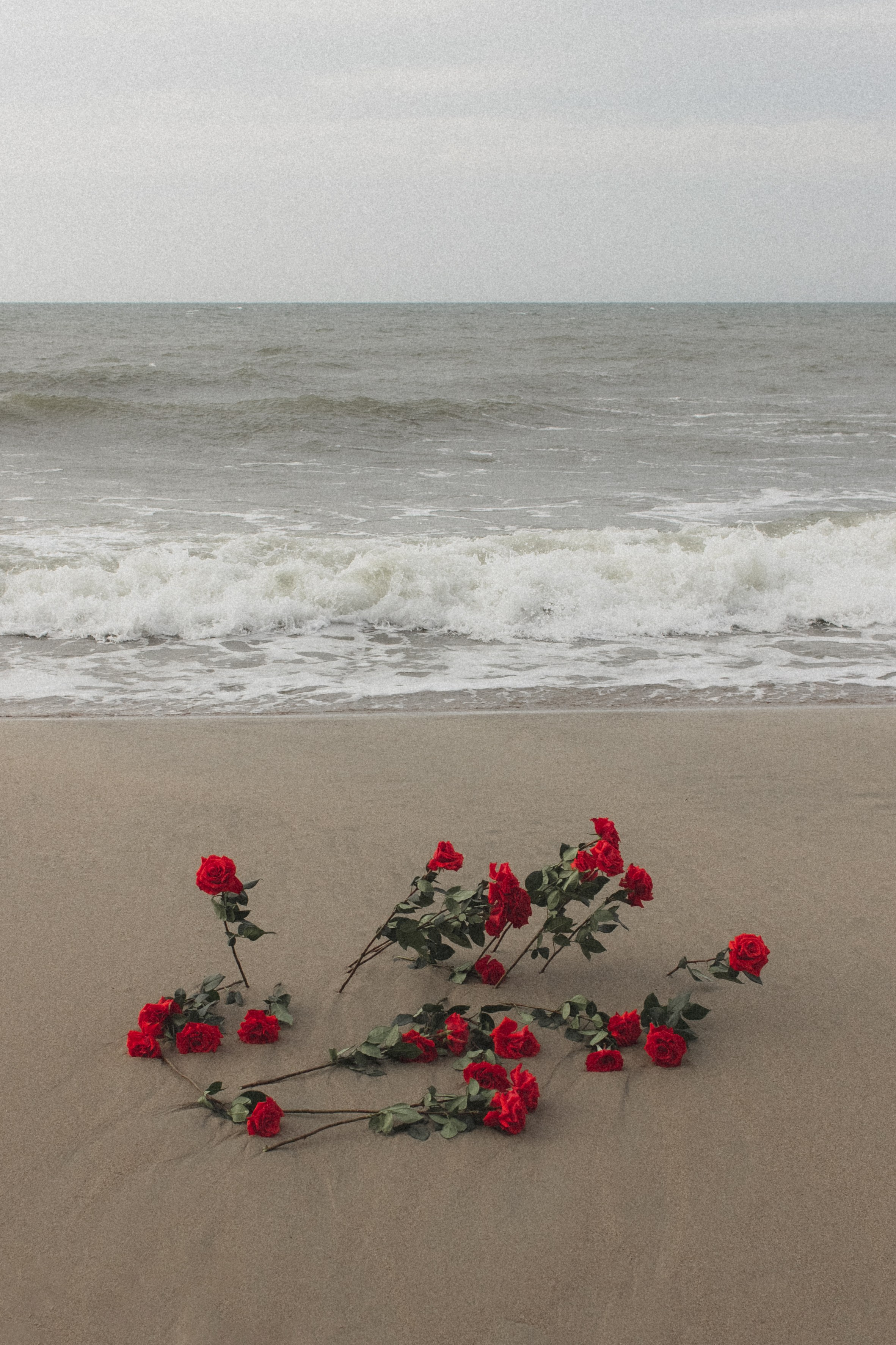Красные розы лежат на берегу моря