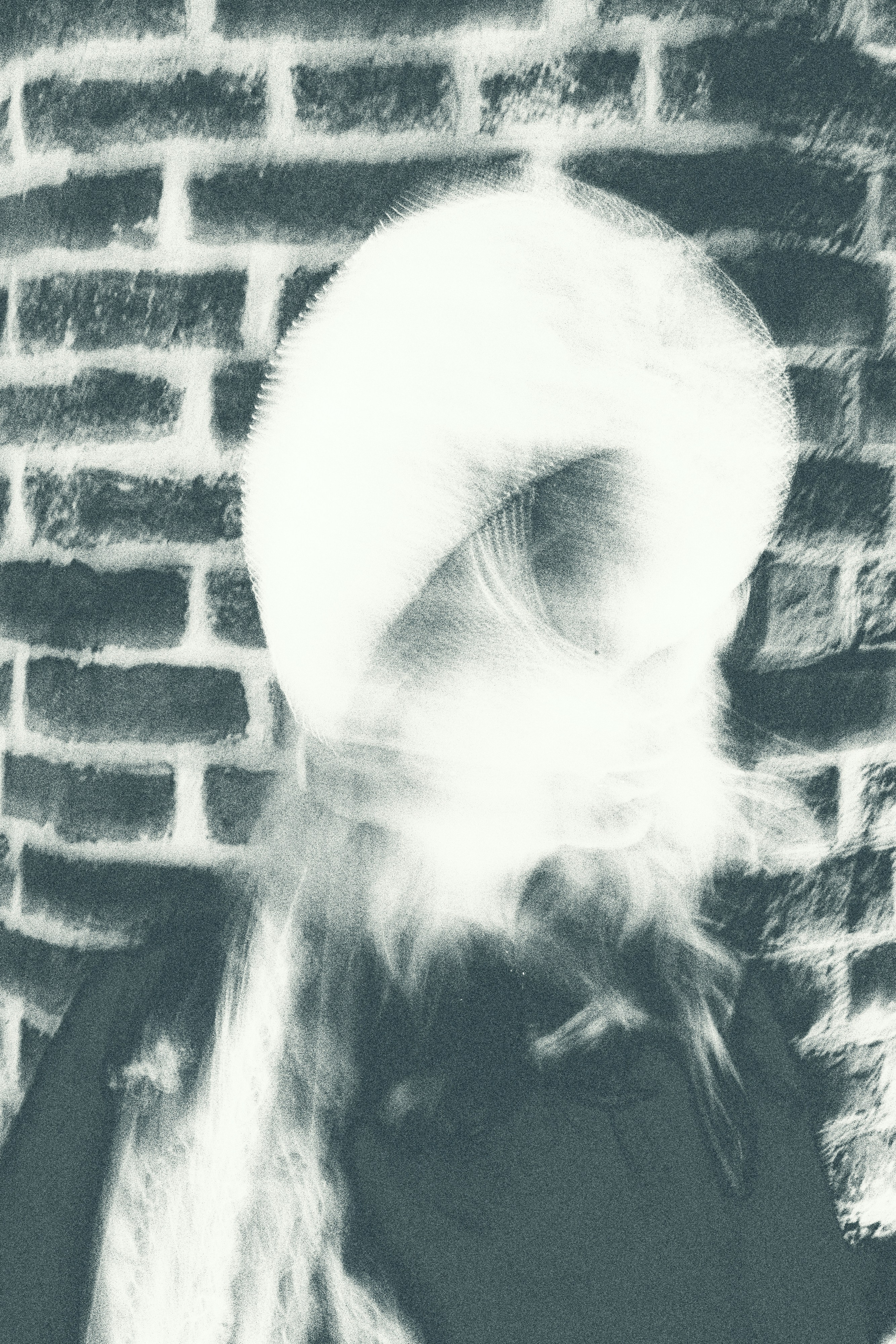 Rara Avis Fashion Show 2026. Fusion Wedding Photographer