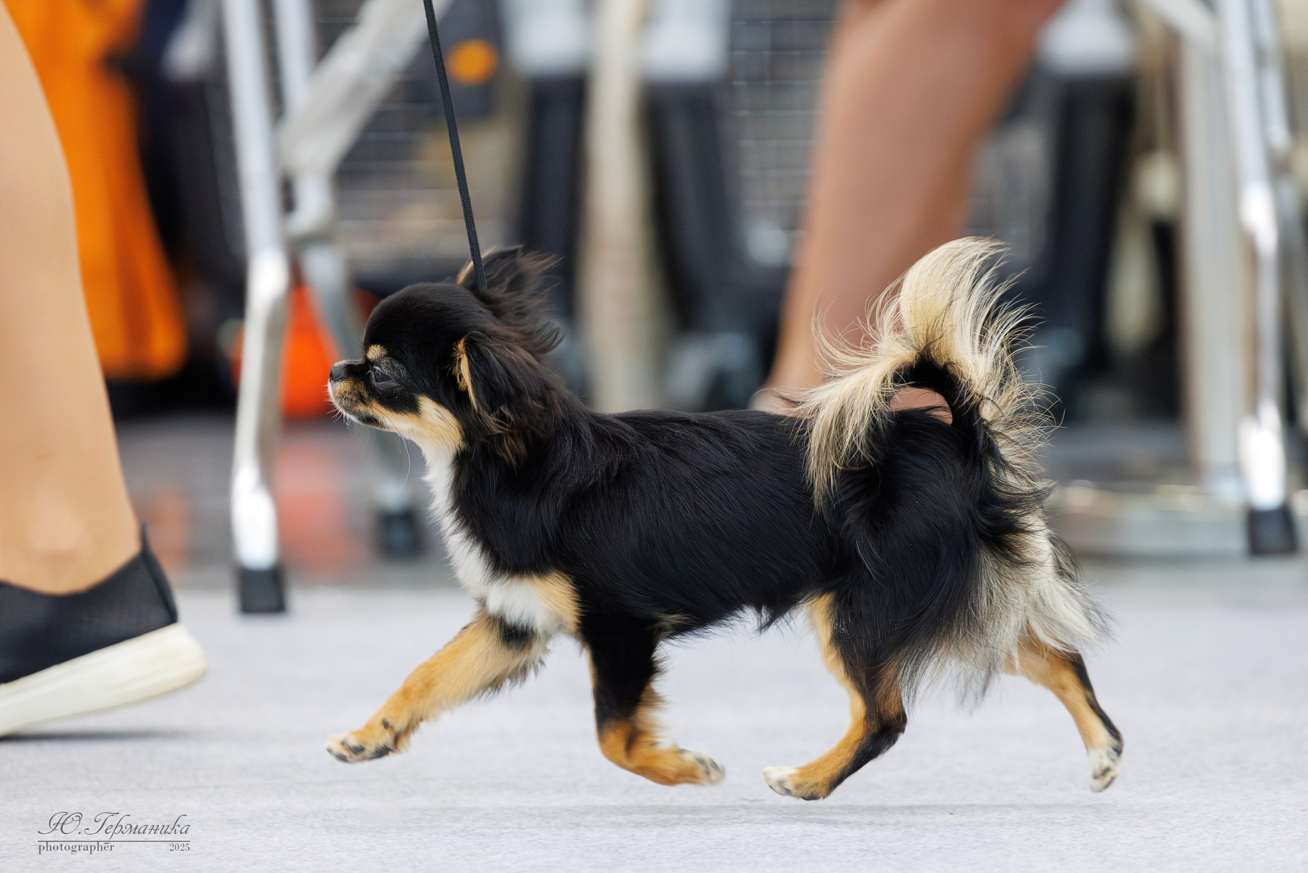 Сабанеевка Казань 25-26.01.2025. Фотограф-анималист Юлия Германика
