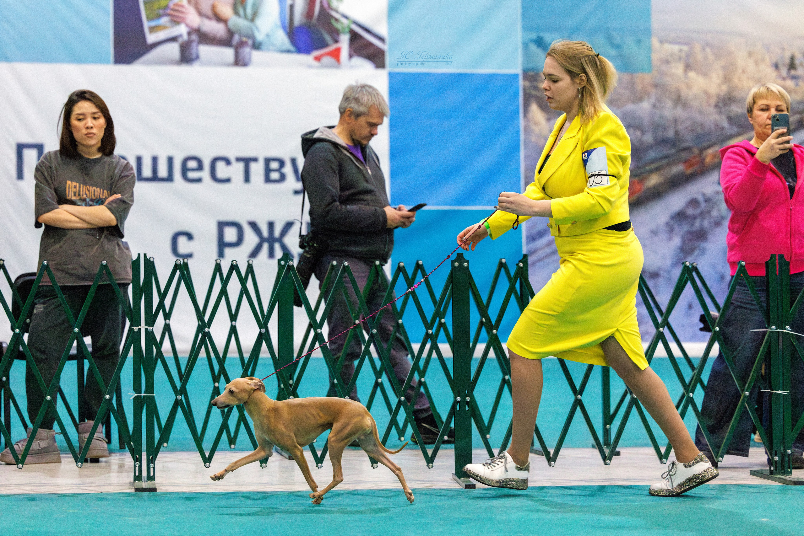 Питер ротвейлеры 18.01,Крокус 19.01.2025. Фотограф-анималист Юлия Германика