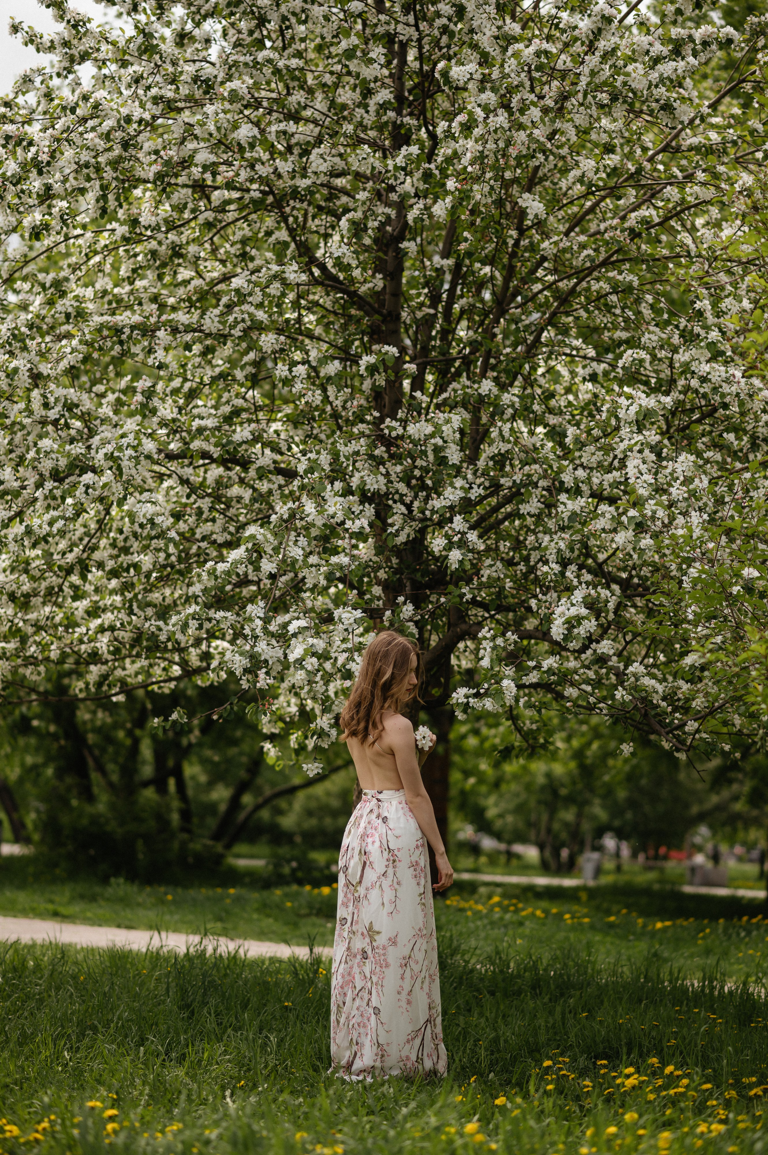 Ксюша, цветение. Главная