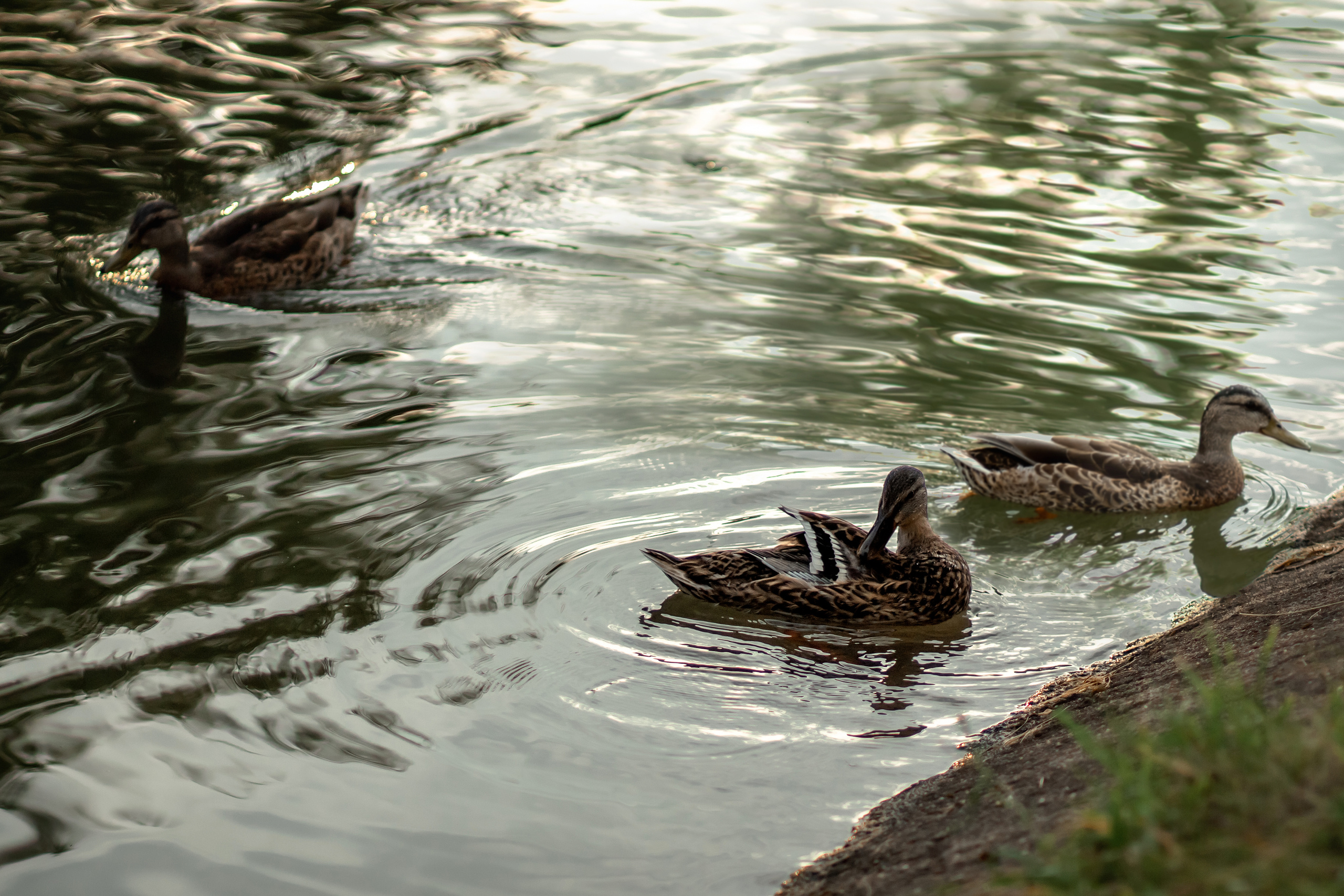 На пикник!. Семейный фотограф в Минске Приболовец Светлана