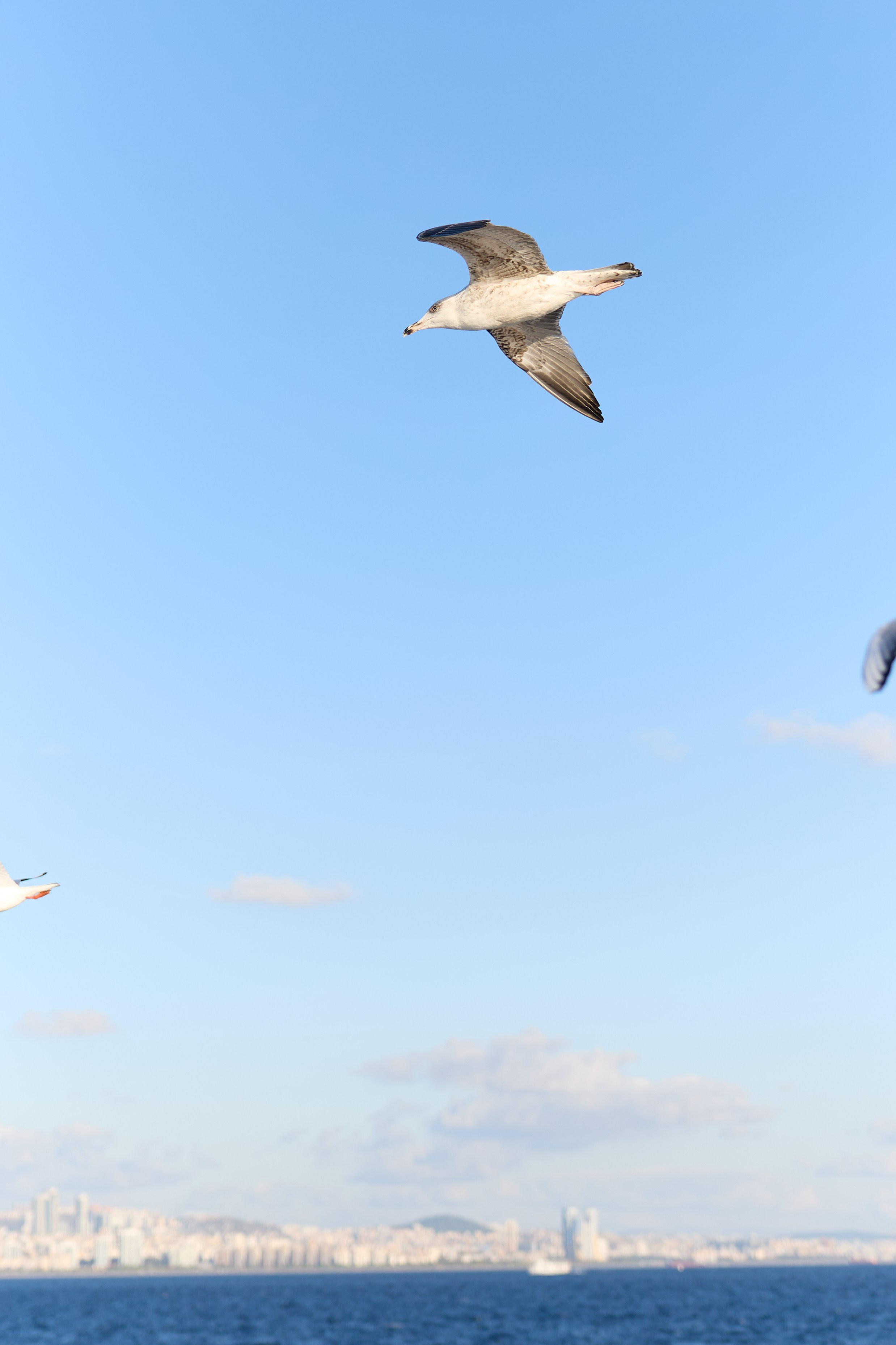 Стамбул 24. Фотограф Москва, Дима Пеллер