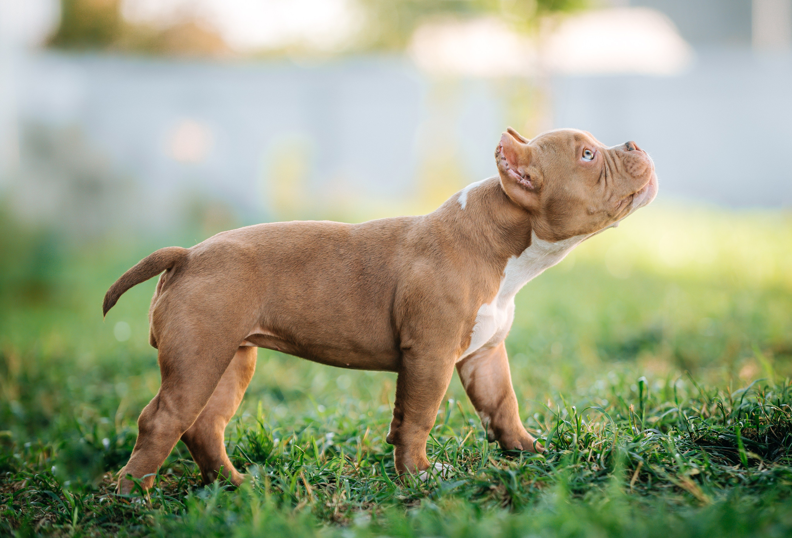 Американский булли щенки. Главная