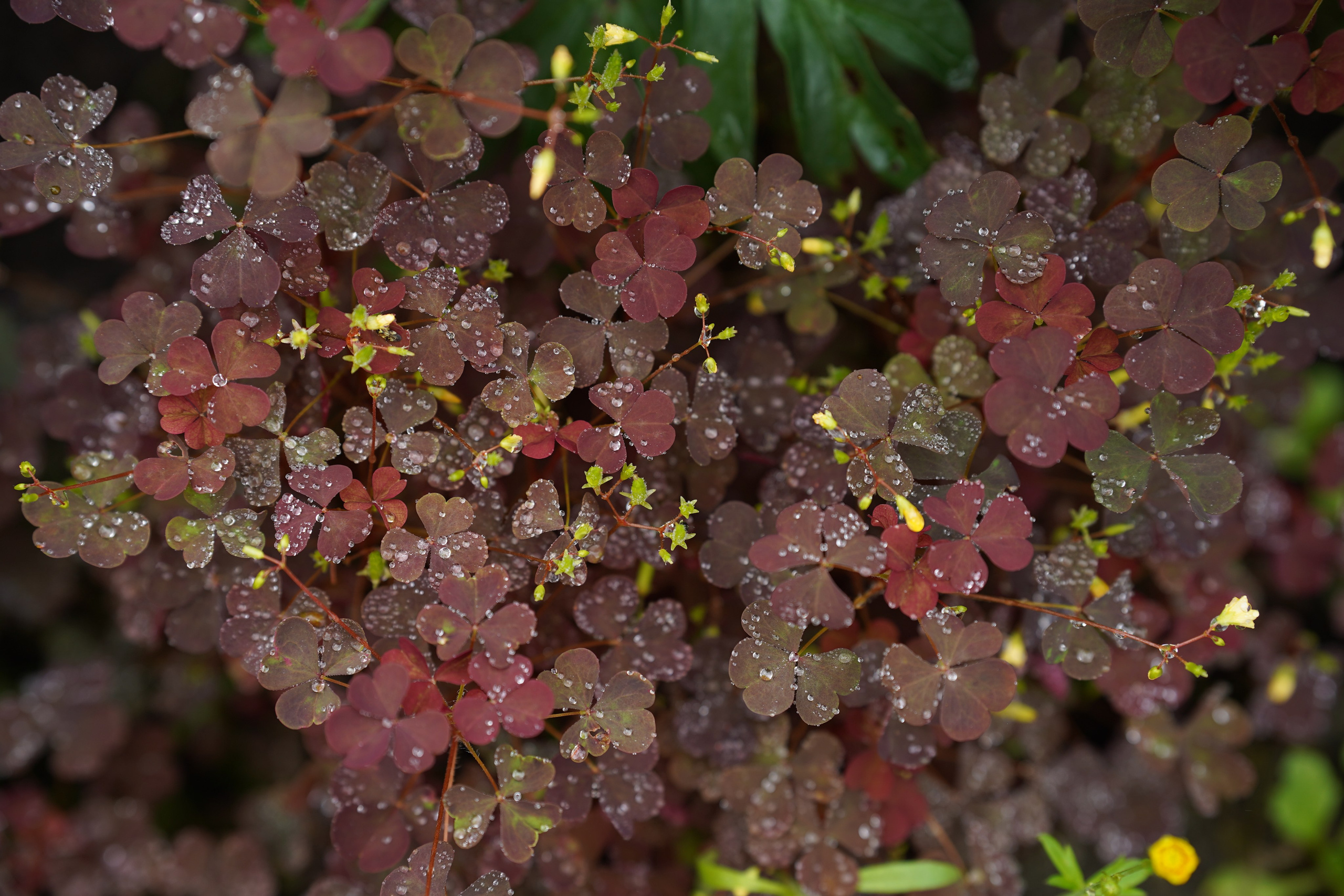 Для души. Фотосессия портрет, ню, будуар, стрит фотограф Москва Юлия Кафизова