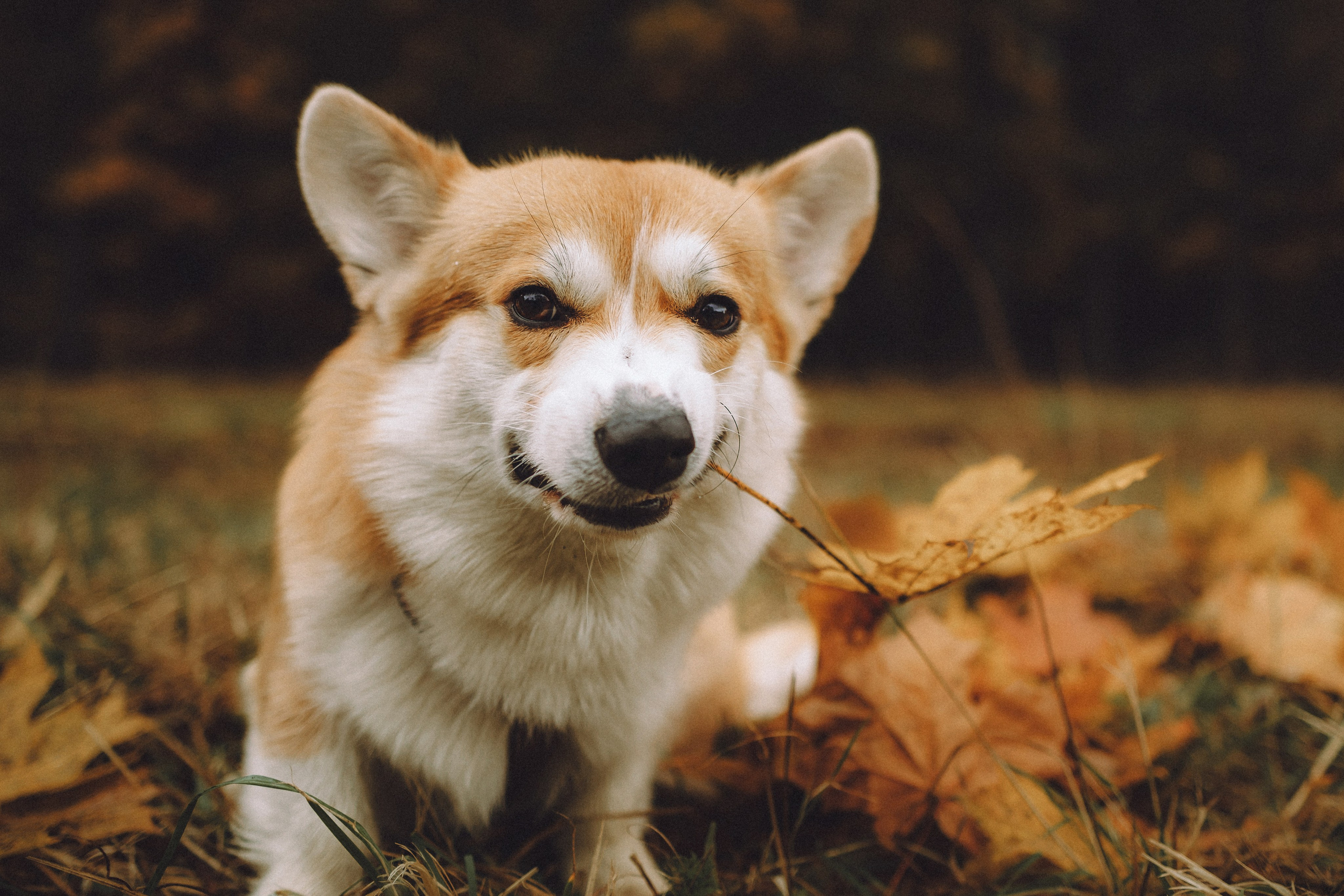 Вирджик и его семья