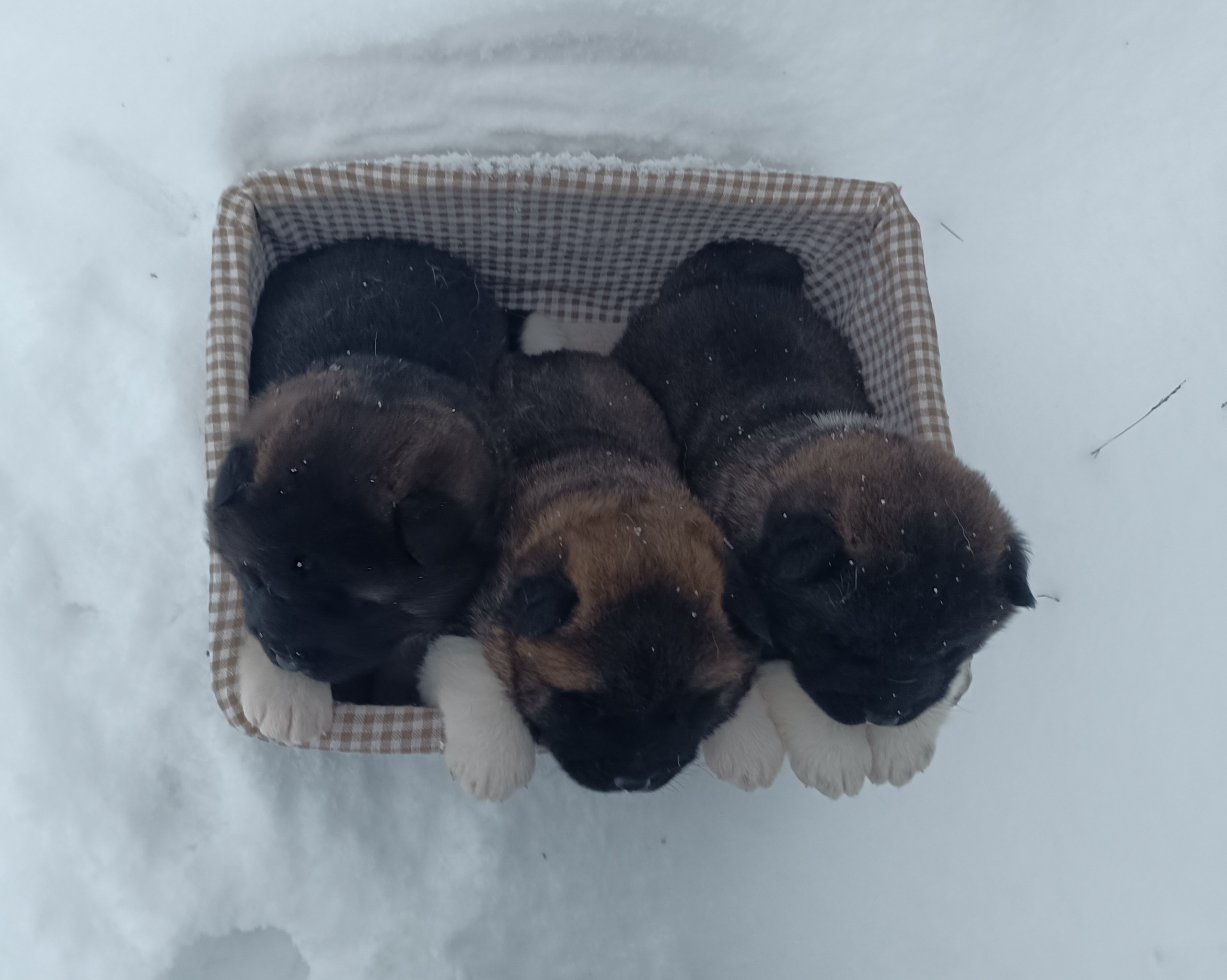Американская акита  щенки питомник Санкт-Петербург клубные щенки Американская акита питомник RUBYLIGHT Рубилайт купить щенка американской акиты