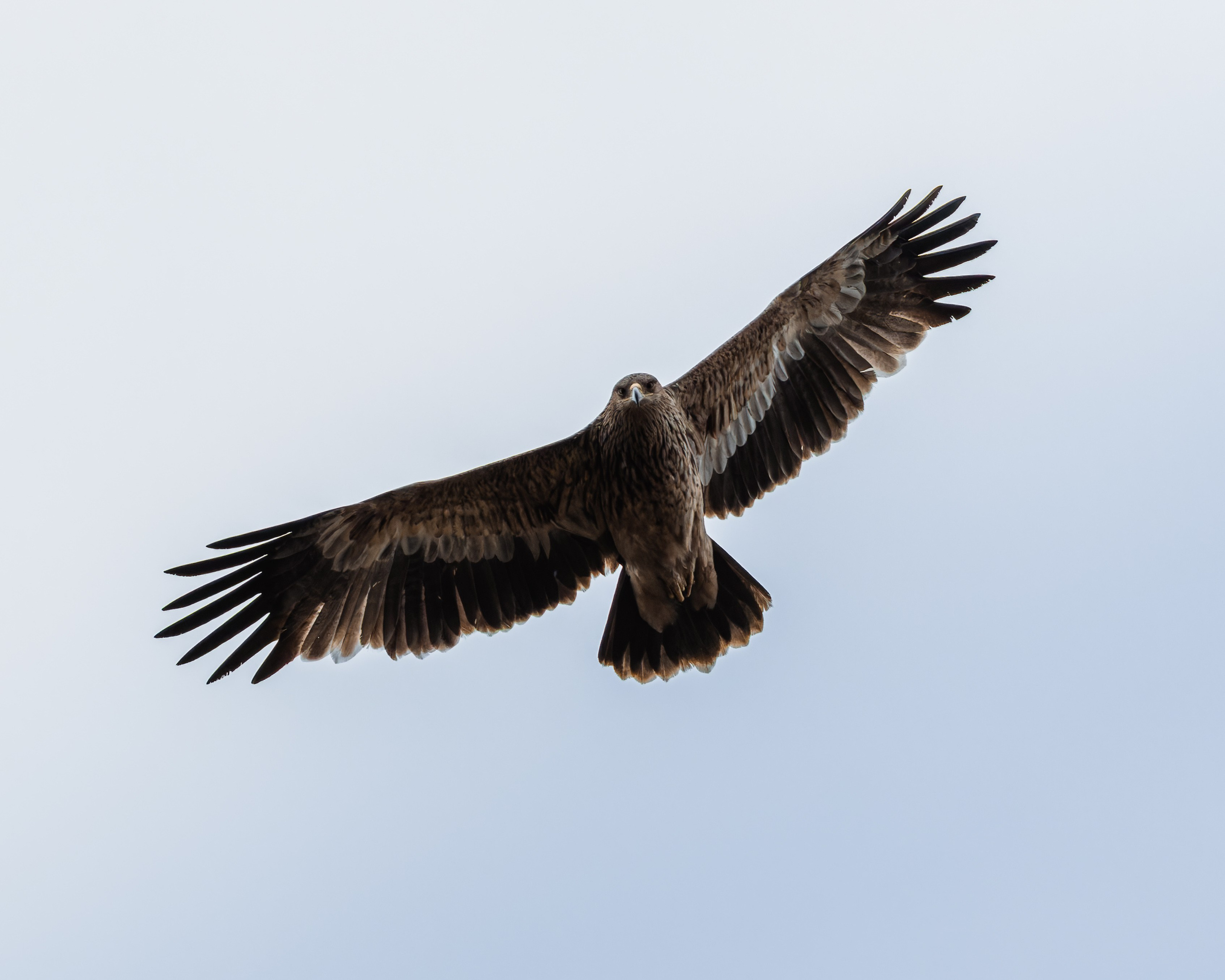 Lipetsk 2025. Anton Chernov | Wildlife photographer
