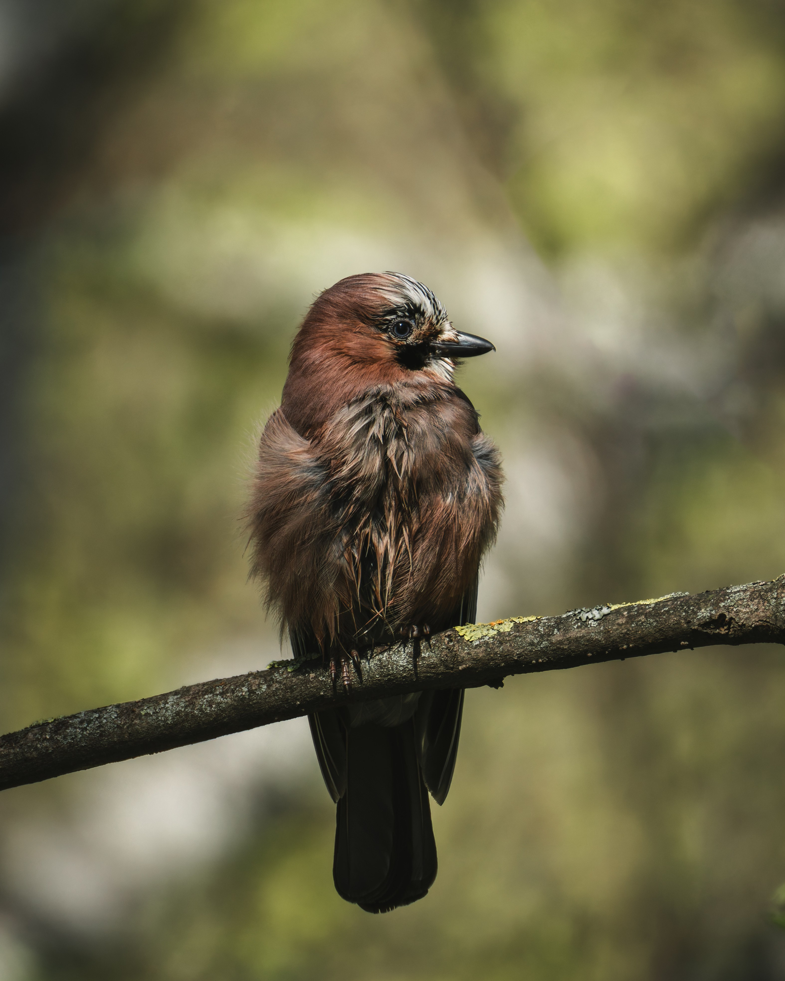 Voronezh 2025. Anton Chernov | Wildlife photographer