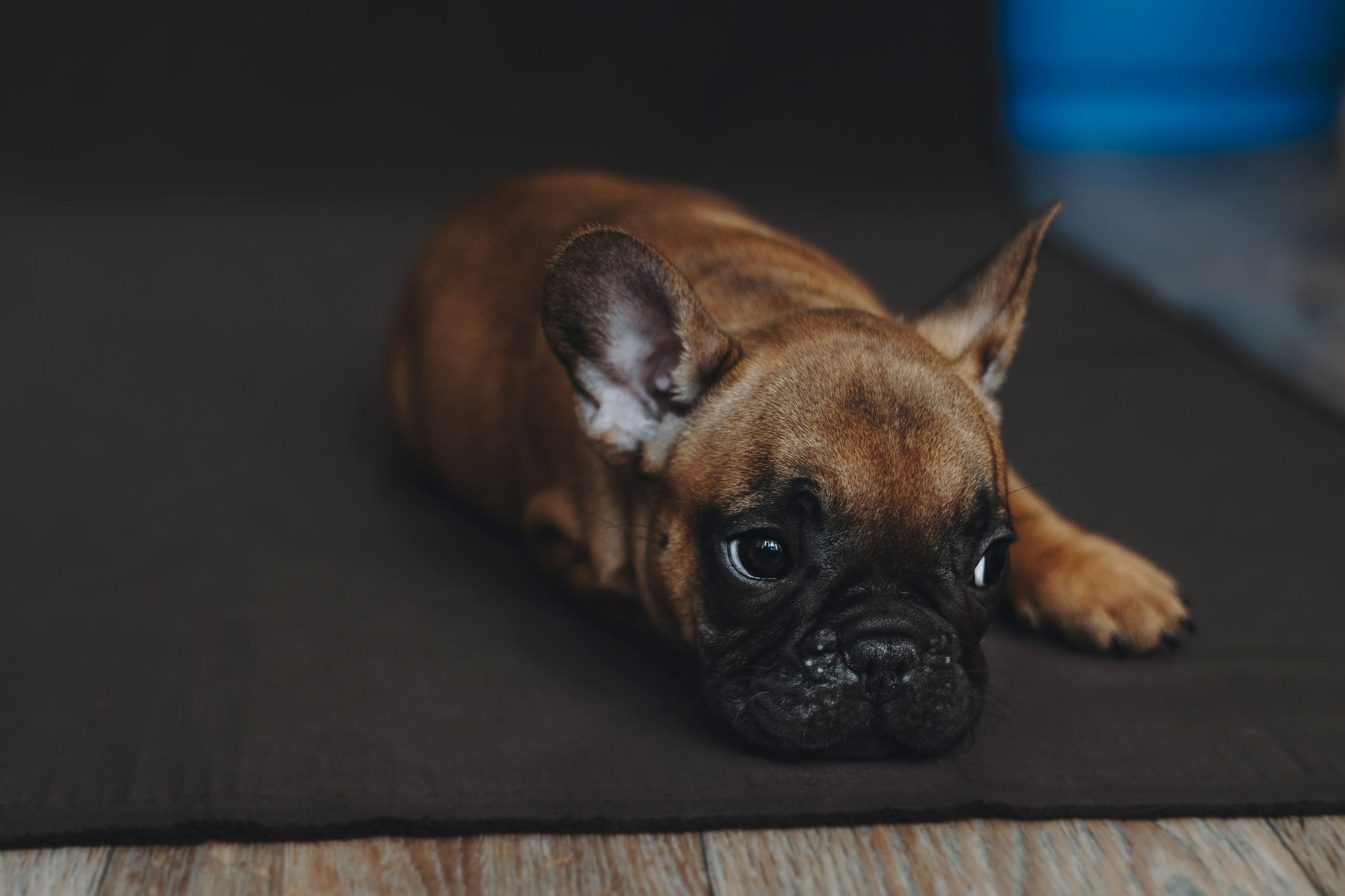 Щеночки. Фотограф — анималист Владивосток, Алина