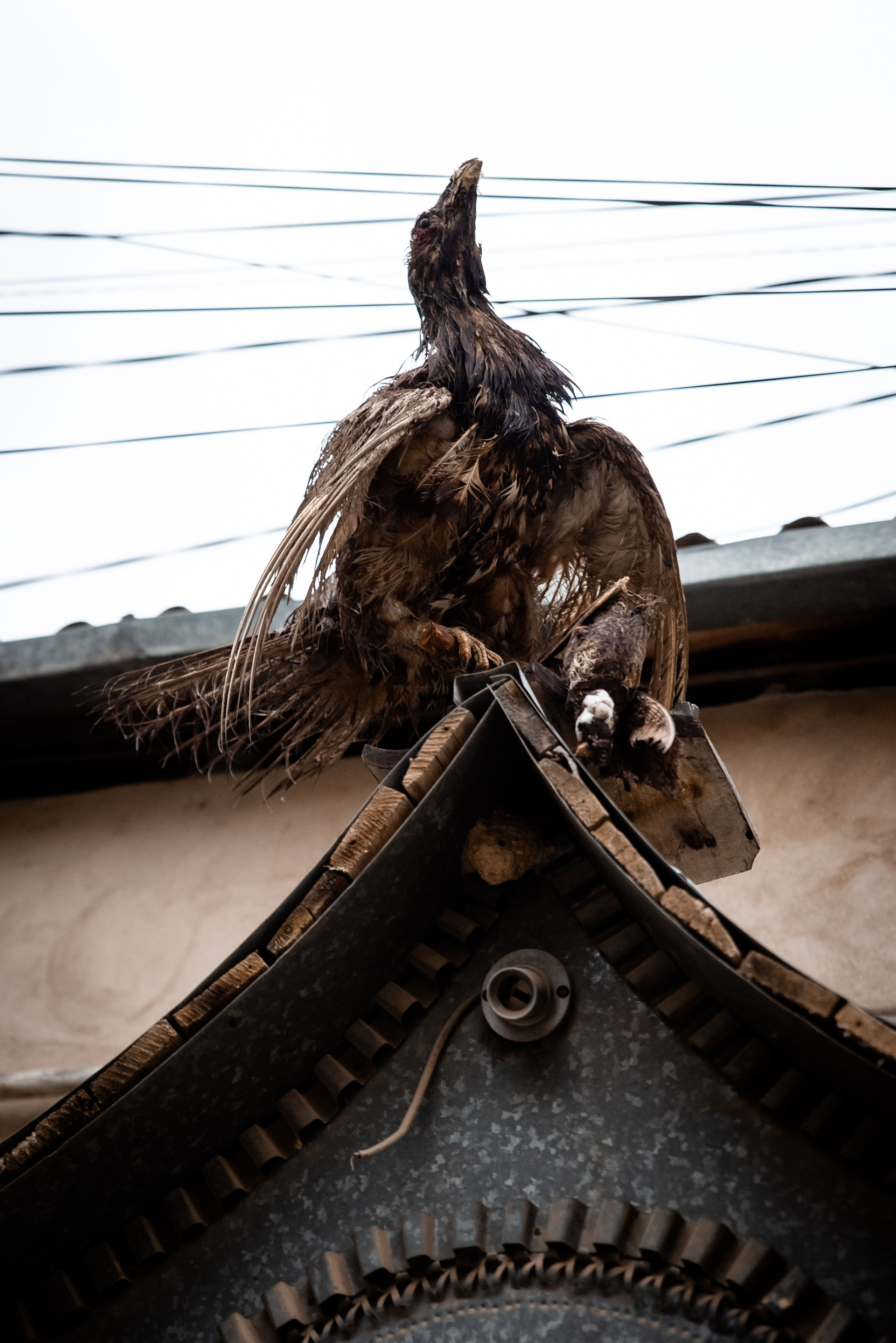 Дагестан. Фотограф Крещение Венчание Москва