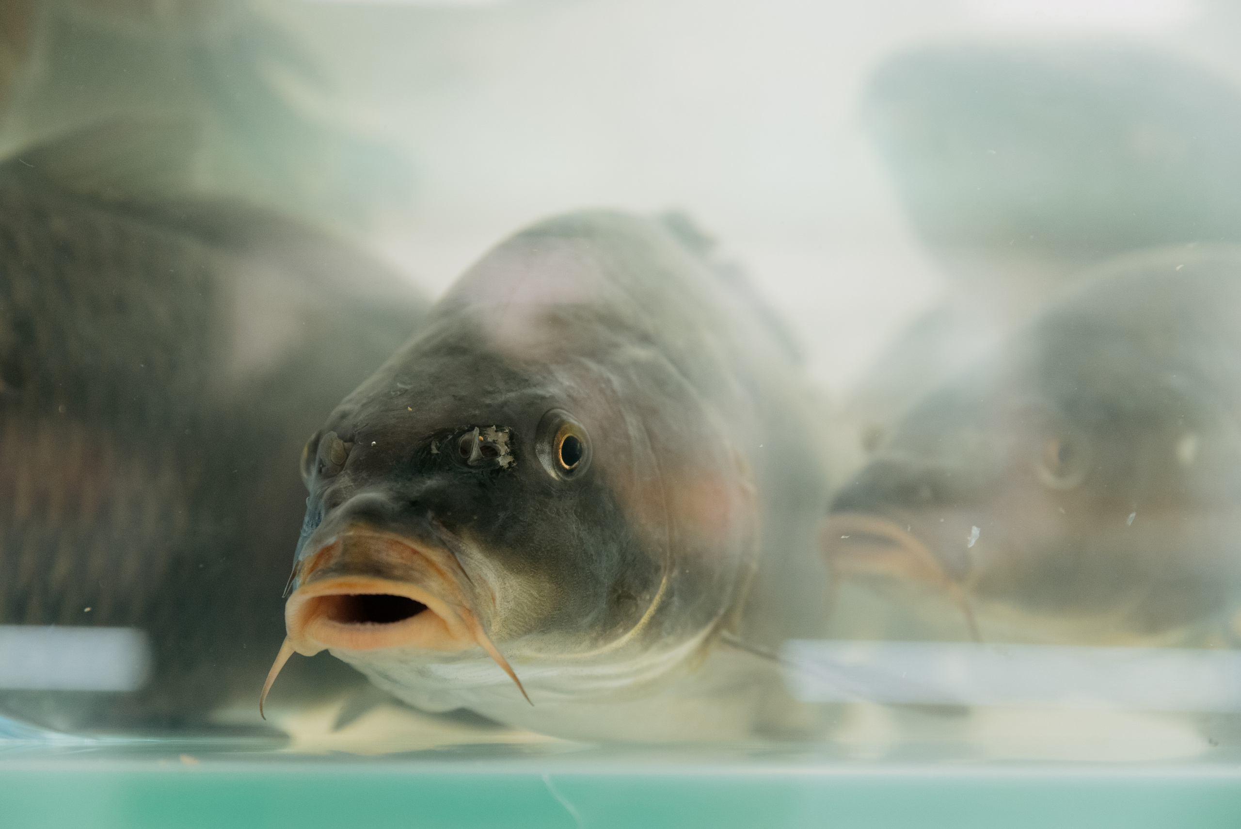 Открытие магазина Перекрёсток. Фотограф в Москве