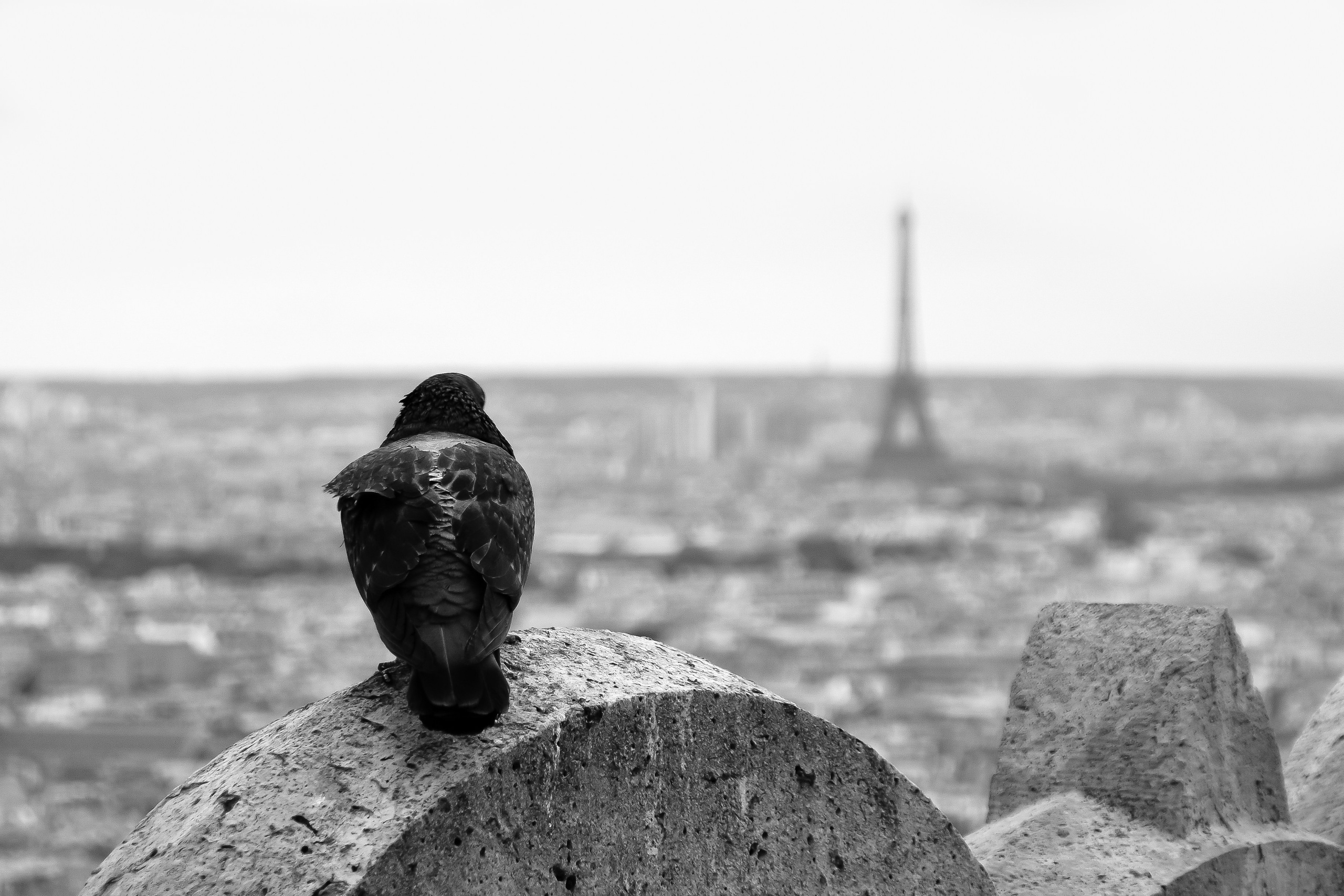Ж И В О Т Н Ы Е. Фотограф Симагин Дмитрий Москва