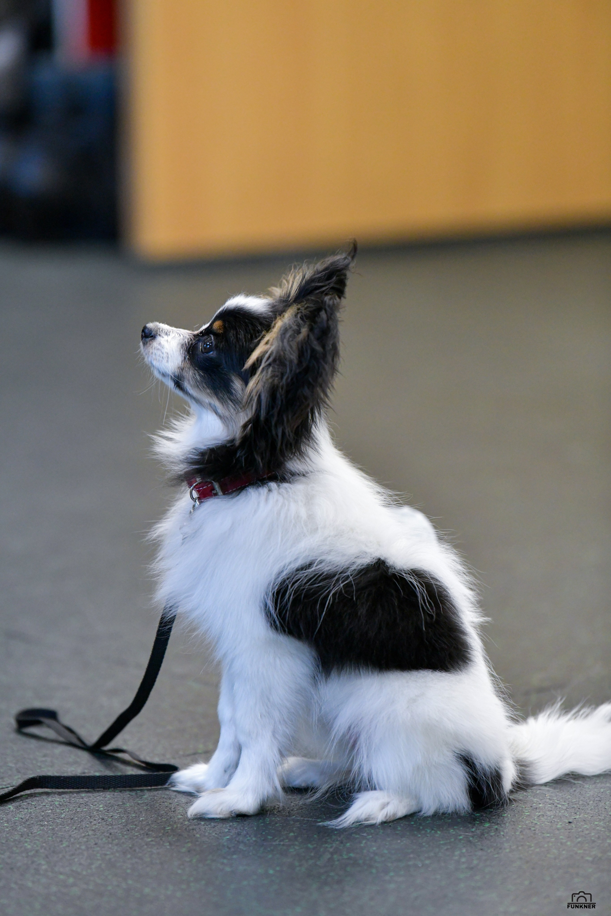 Кинологический клуб «Бодрый хвост». Свой взгляд через объектив