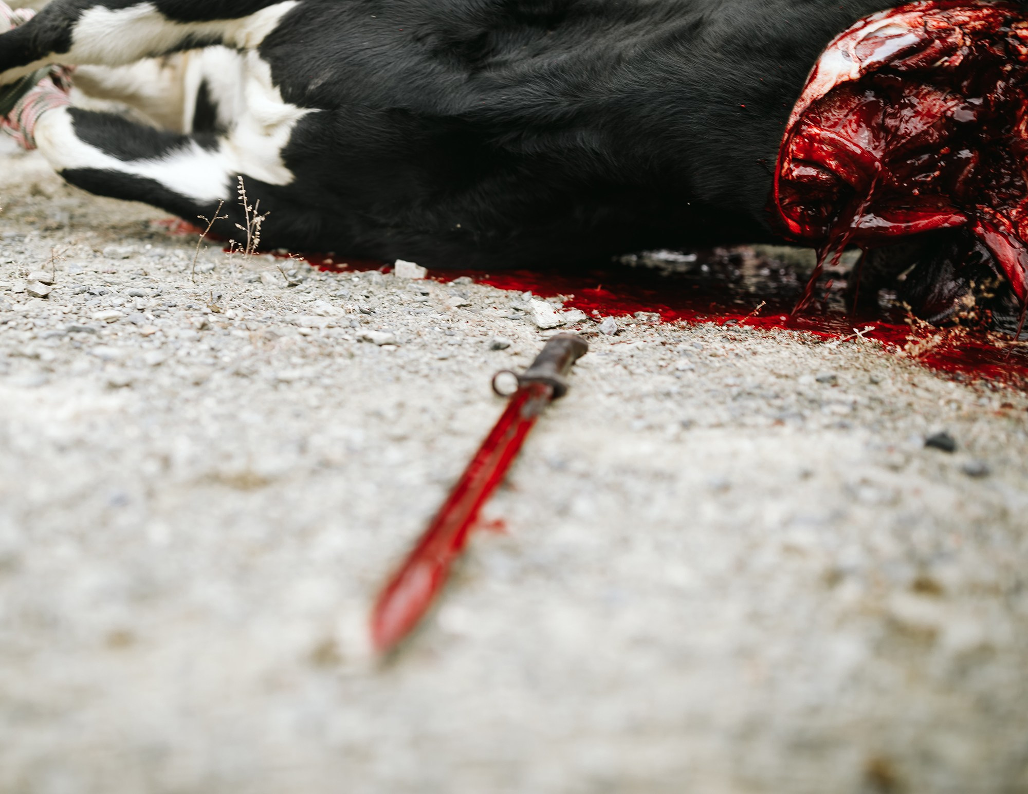 Dagestan. Seasons. Autumn. Documentary and art photographer Alexey Terentyev