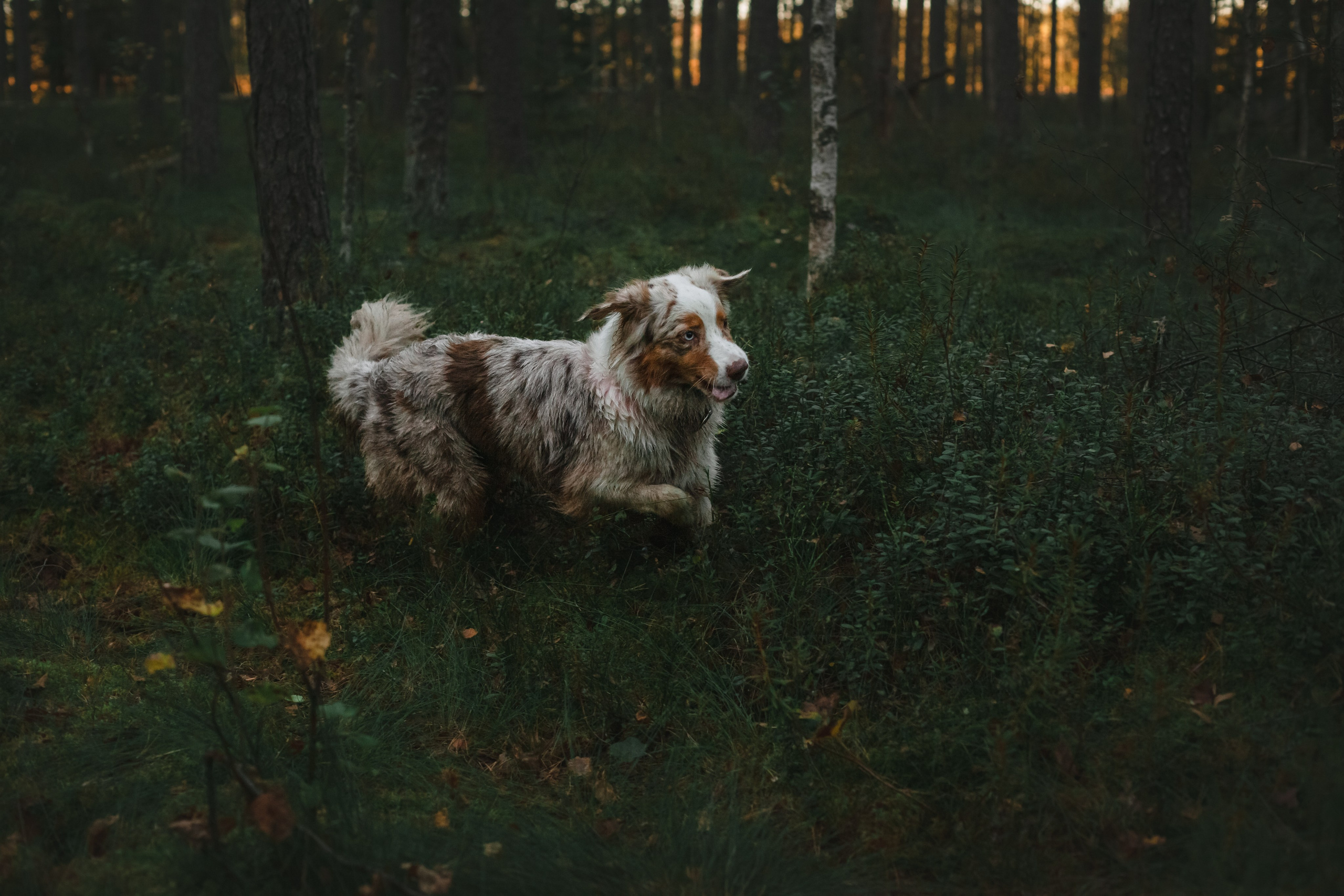 Фотопрогулка в Ленобласти. Фотограф-анималист Татьяна Степанова
