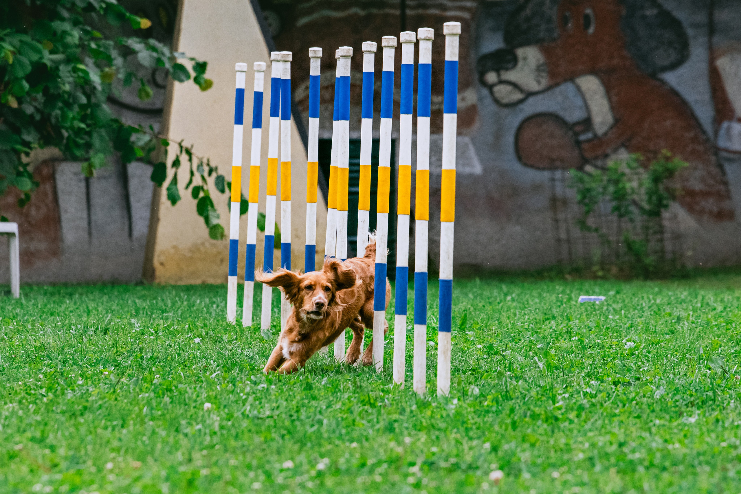 Соревнования по аджилити Долгопрудный 30.06.2025. Фотограф-анималист Татьяна Степанова