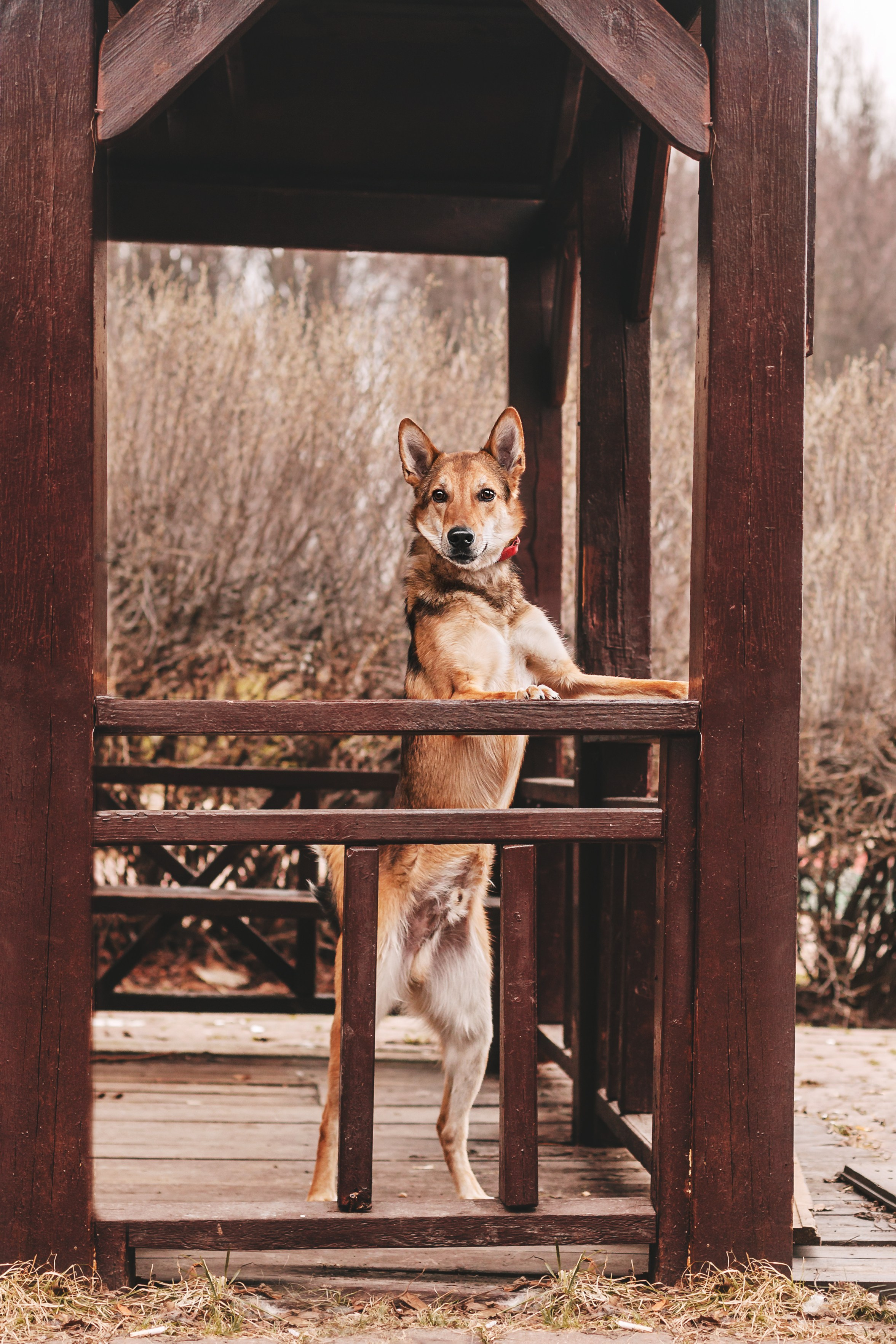 Трэвис и Валли 2024. Фотограф-анималист Татьяна Степанова
