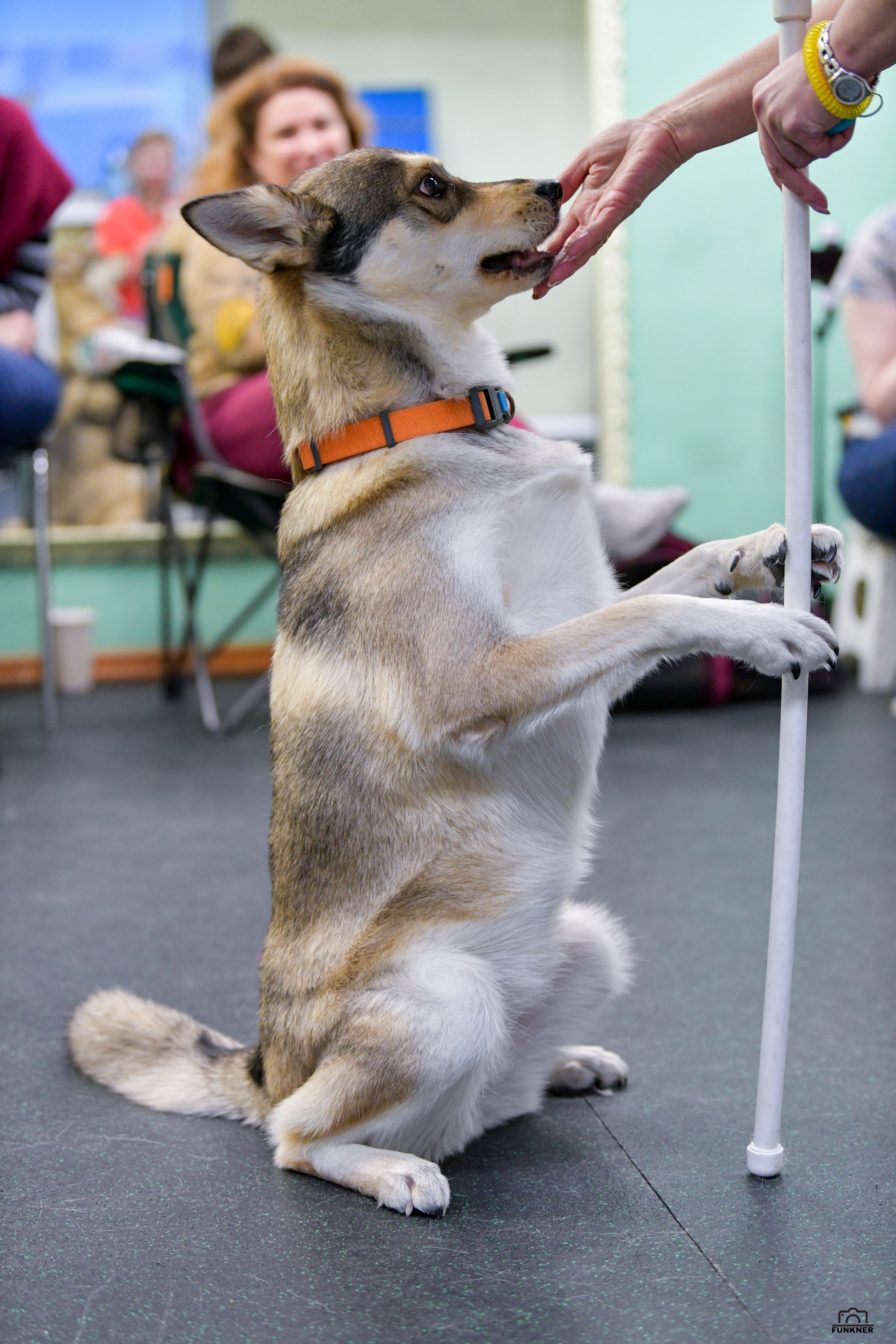 Кинологический клуб «Бодрый хвост». Свой взгляд через объектив