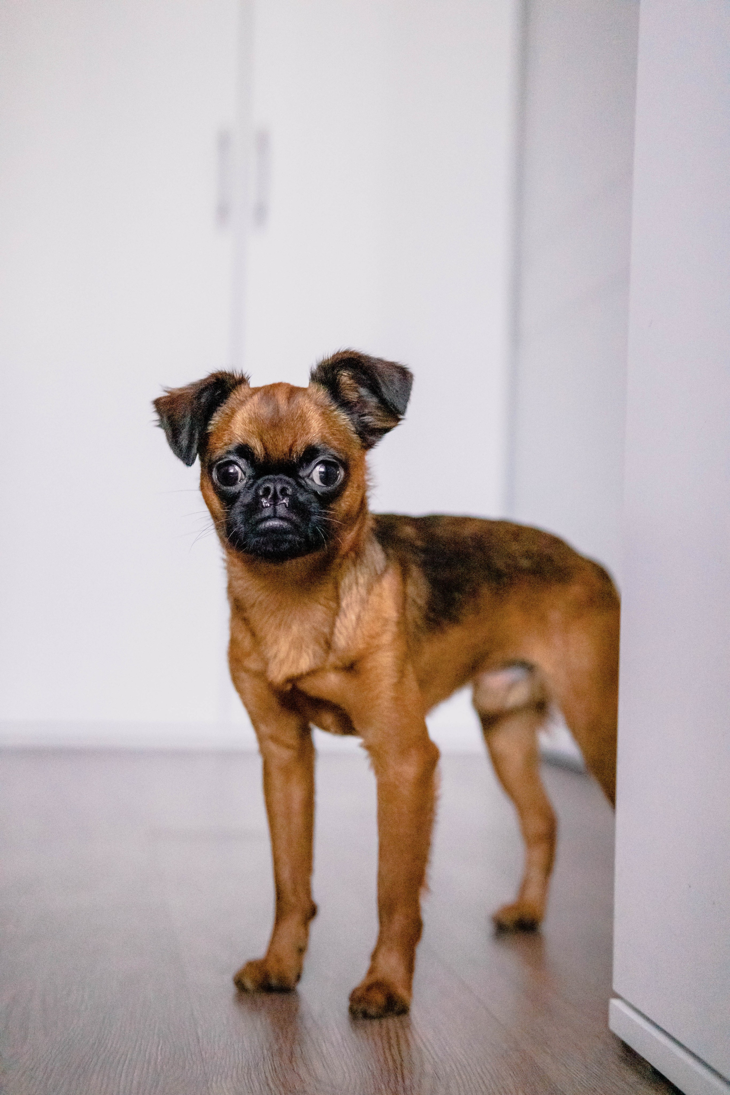 Надя и Ефим. Фотограф-анималист Ксения Воробьева, Москва