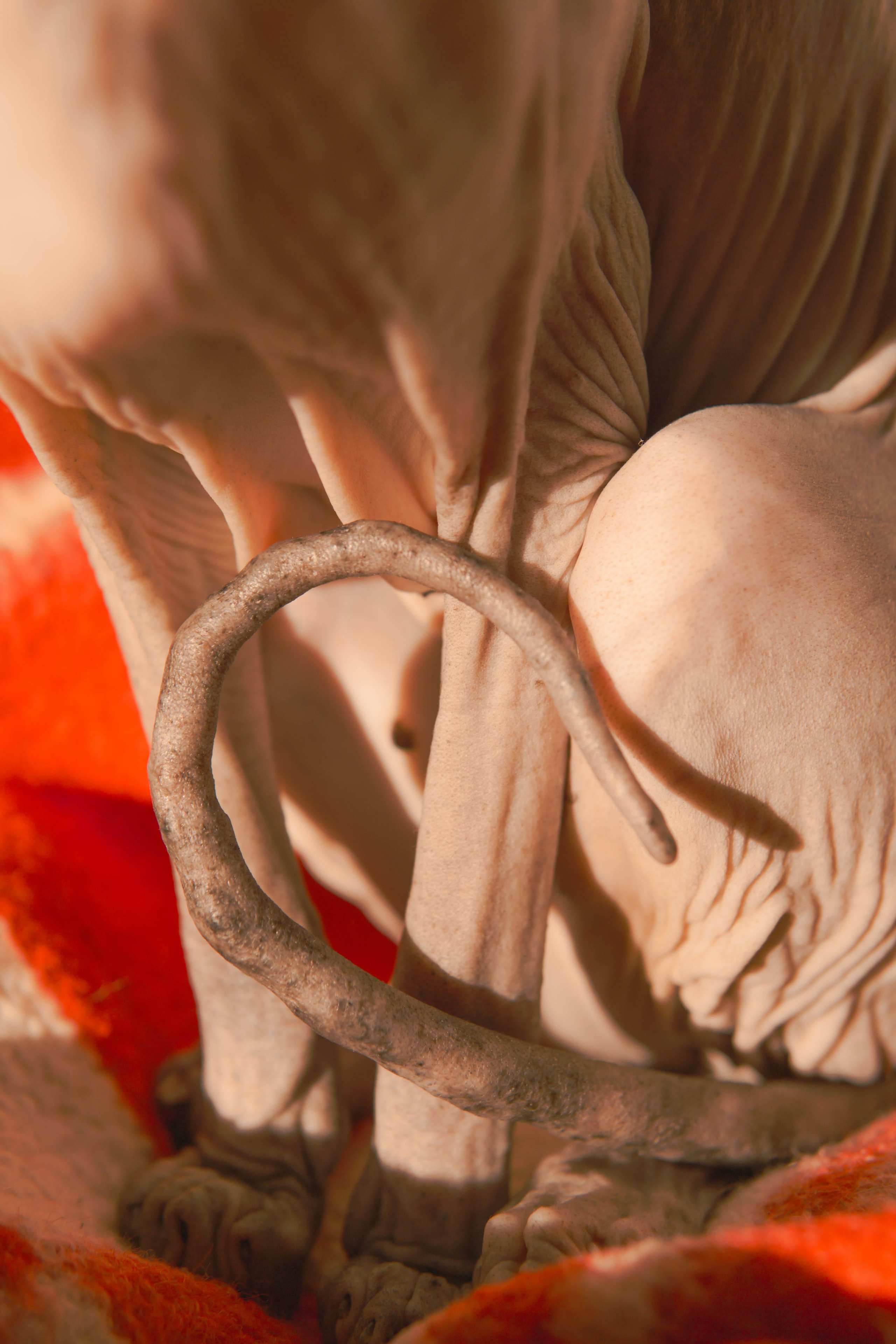 Бандит. Фотограф-анималист Ксения Воробьева, Москва