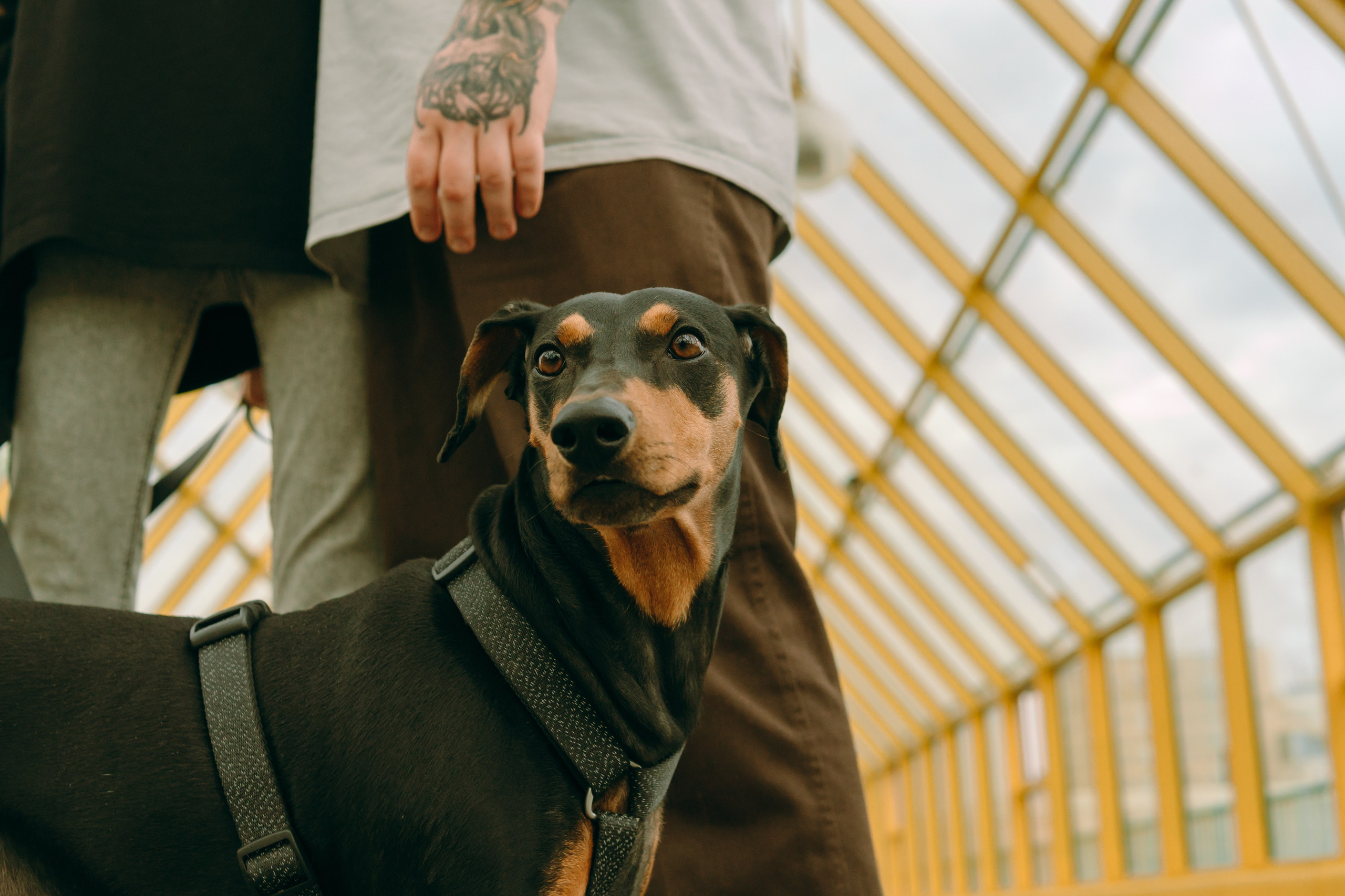 Кира, Максим и Аскара. Фотограф-анималист Ксения Воробьева, Москва
