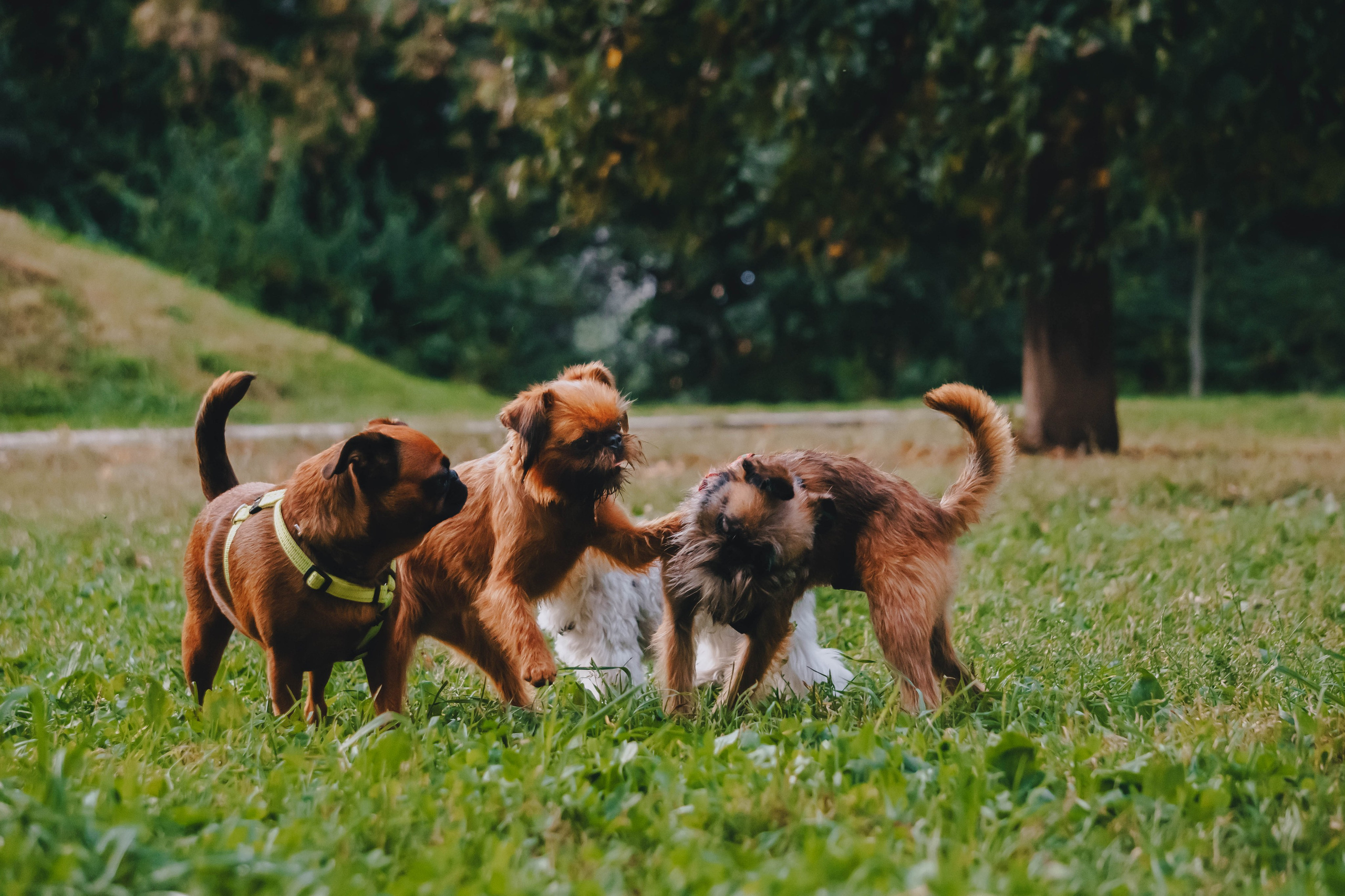 Мини-туса гриффоны и брабансоны. Фотограф-анималист Ксения Воробьева, Москва