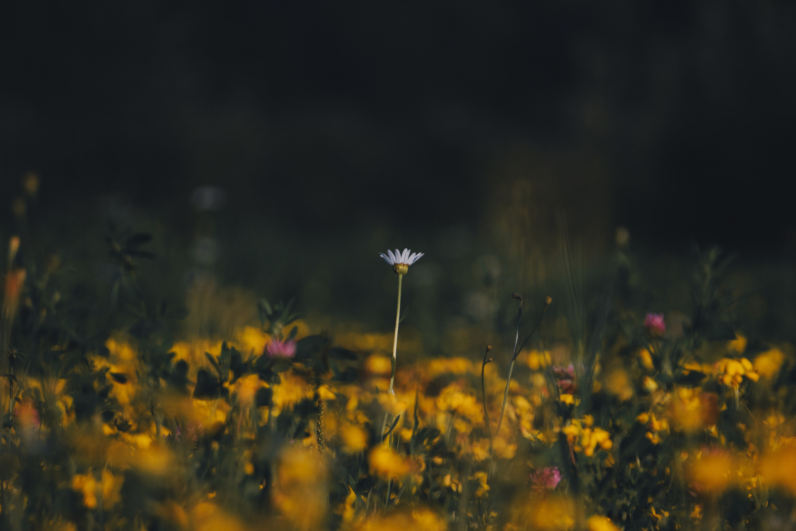 Катя и Яшма. Фотограф-анималист Ксения Воробьева, Москва