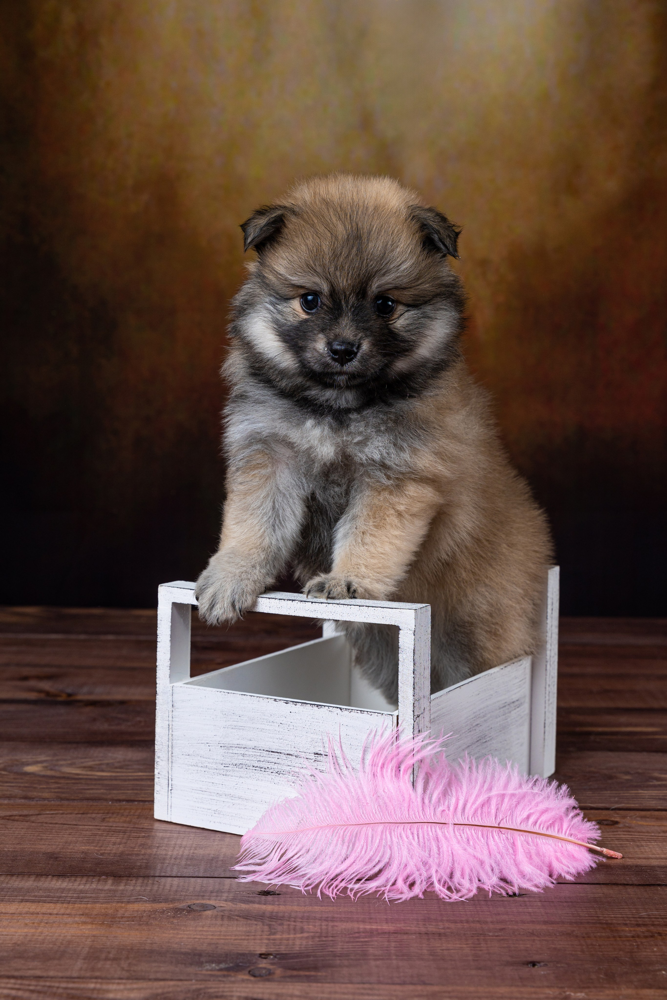 Фотографии собак и щенят. Фотограф Ирина Бобрешова. Коряжма