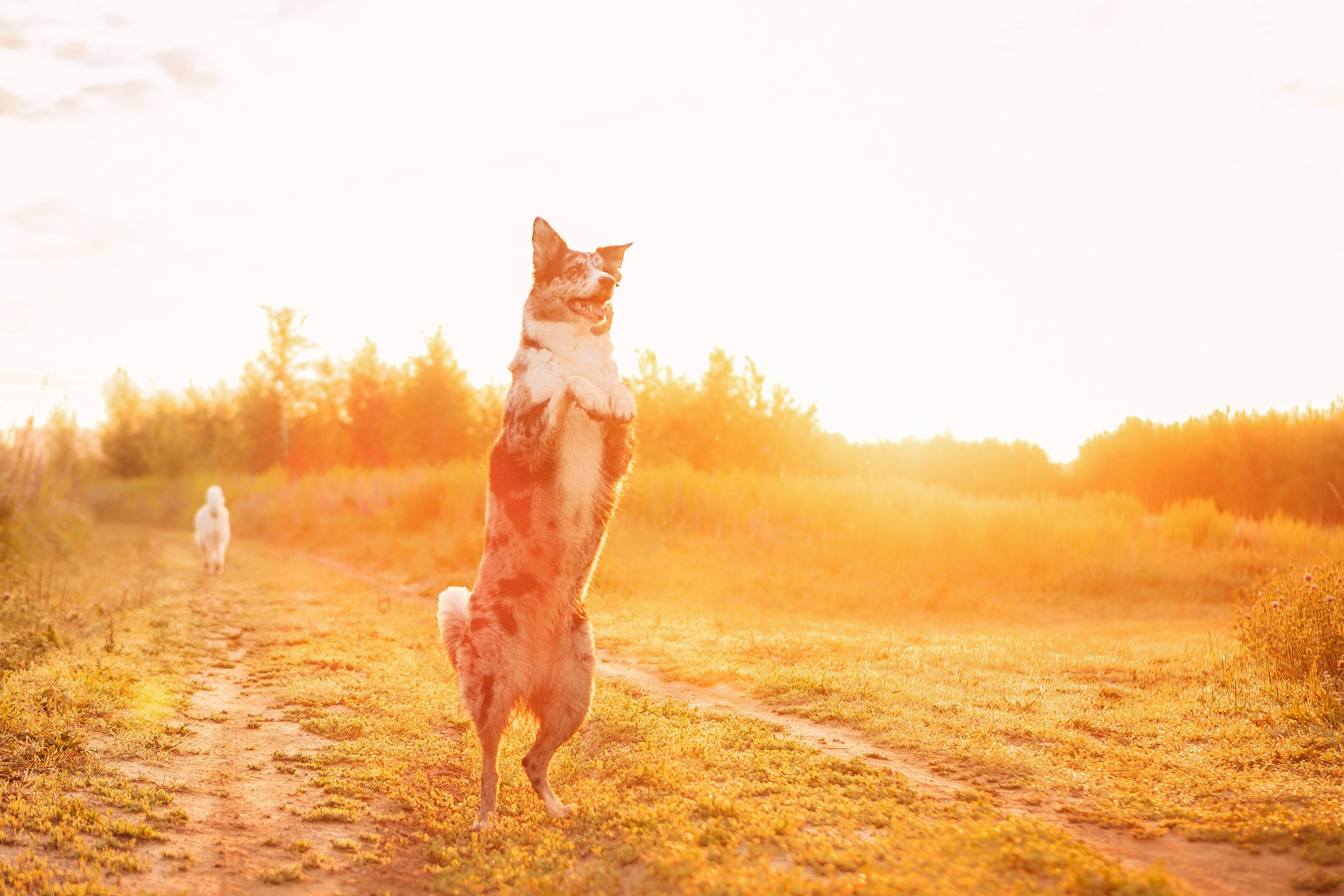 Таня и команда на рассвете. Фотограф анималист Кузнецова Анна Нижний Новгород