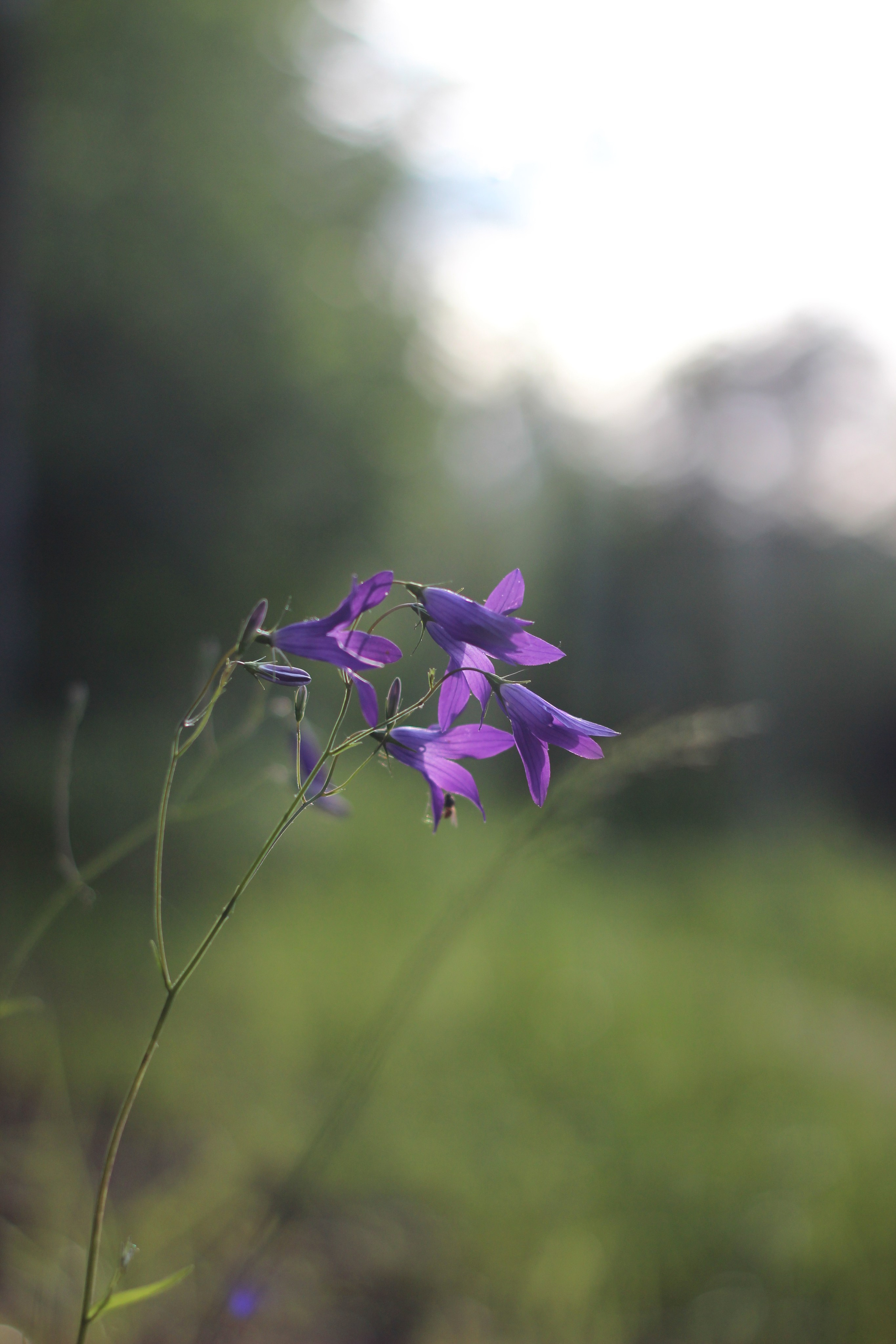 Природа. Polyframe