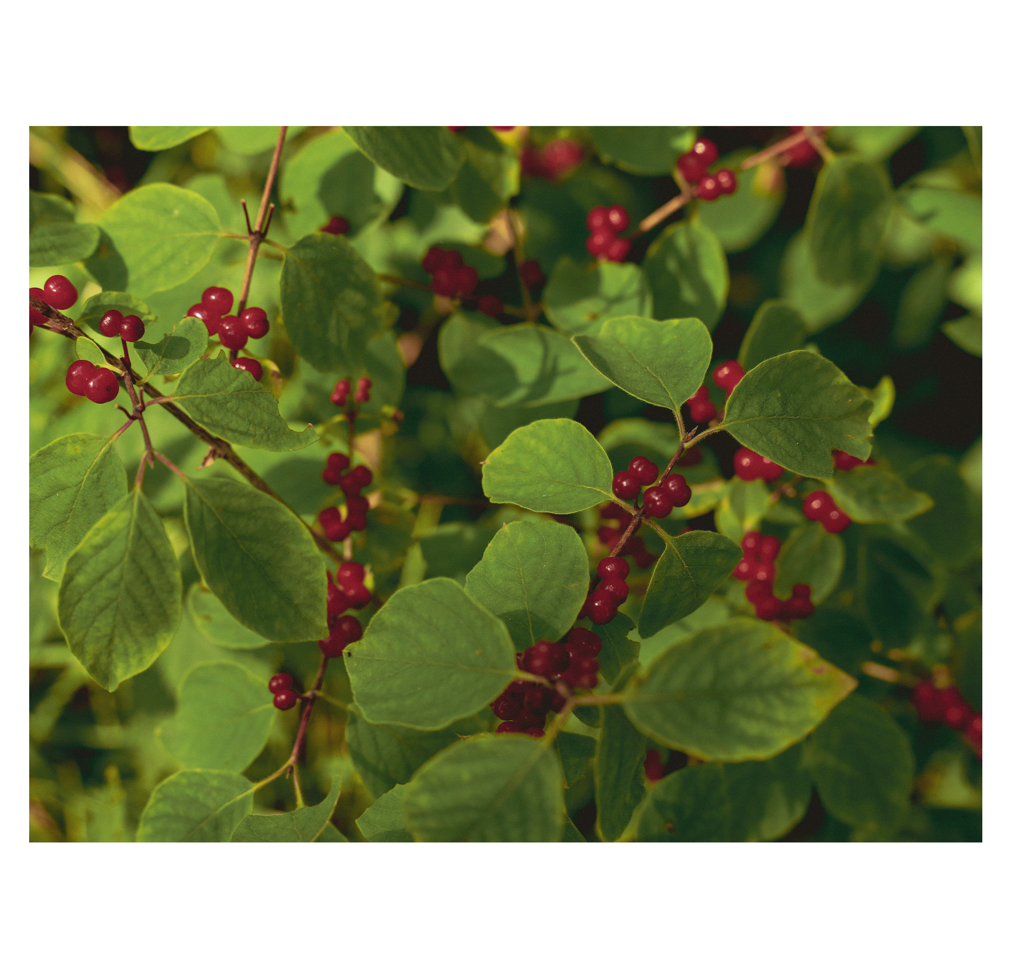 Summer hike. Фотограф/дизайнер в Екатеринбурге Хитрый Дмитрий