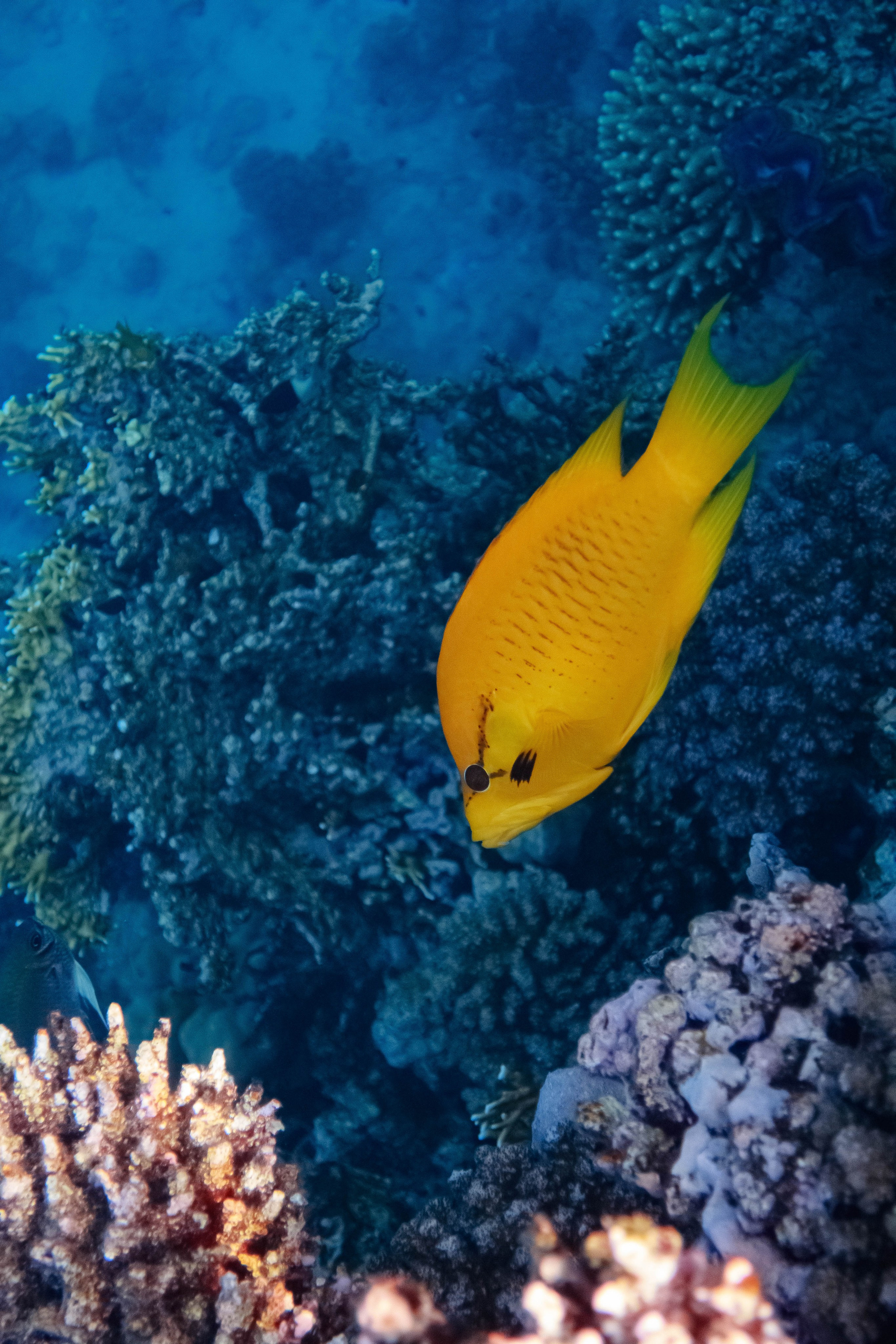 Fish. Фотограф Светлана Голицына