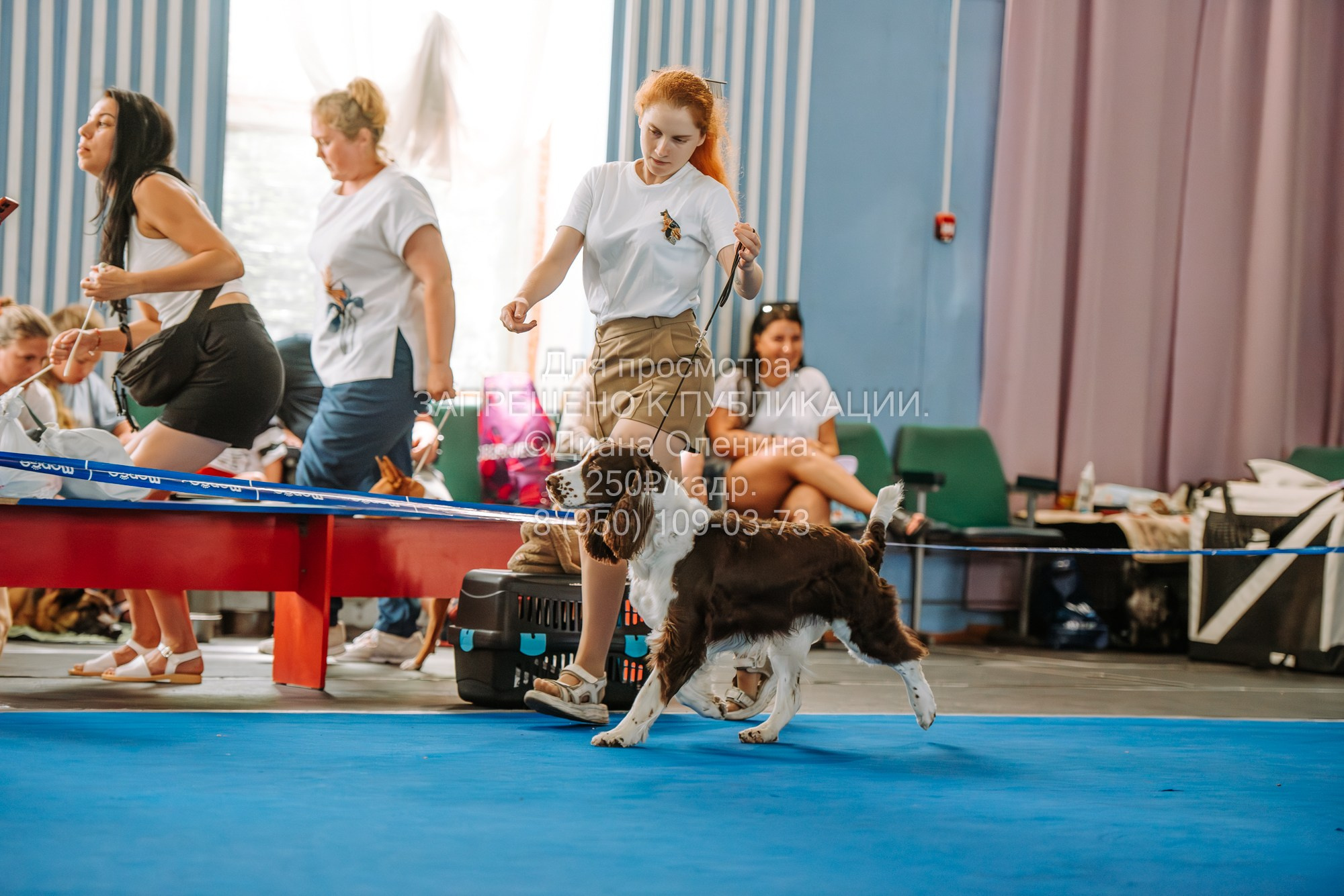 Национальная выставка собак всех пород ранга САС-IKU «Кубок Красноярск. Фотограф Диана Оленина Красноярск / Братск