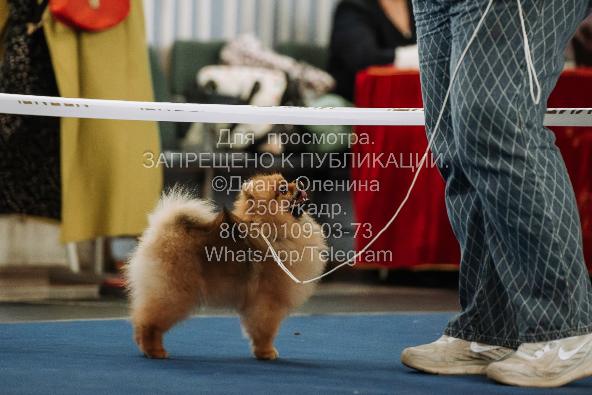 Выставка собак Красноярск 29.10.2023. Фотограф Диана Оленина Красноярск / Братск