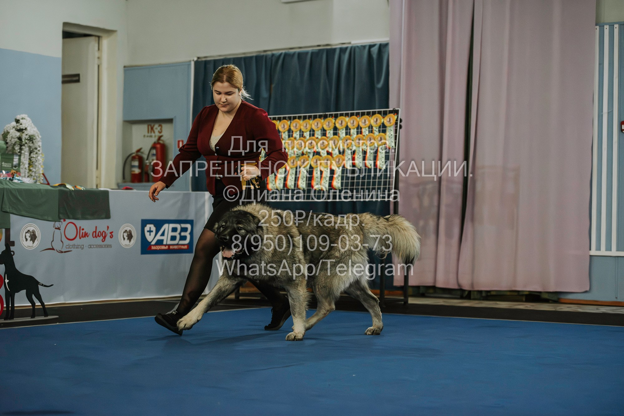 Выставка собак Красноярск 29.10.2023. Фотограф Диана Оленина Красноярск / Братск