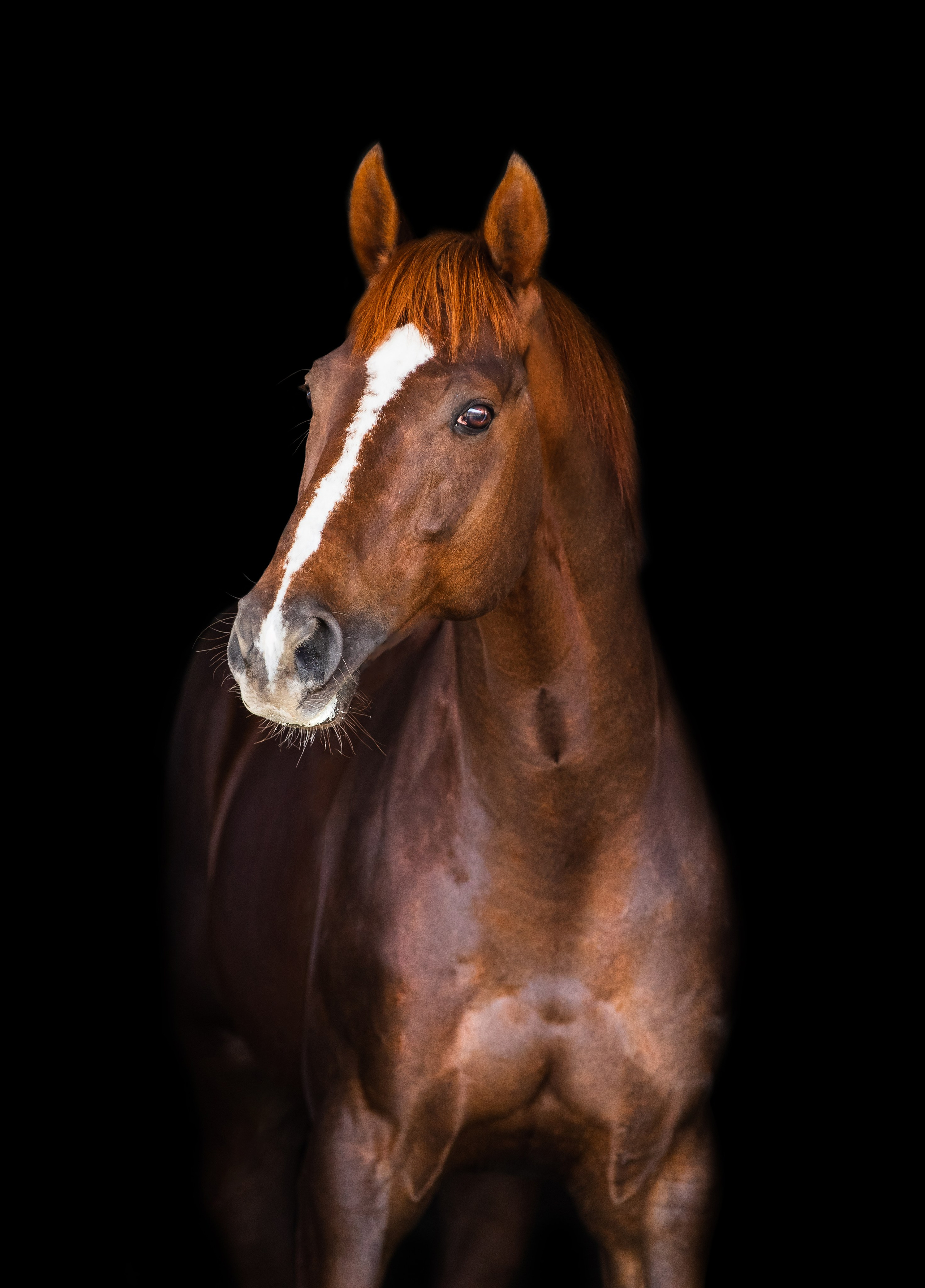 На природе. Фотограф-анималист Ксендзова Кристина