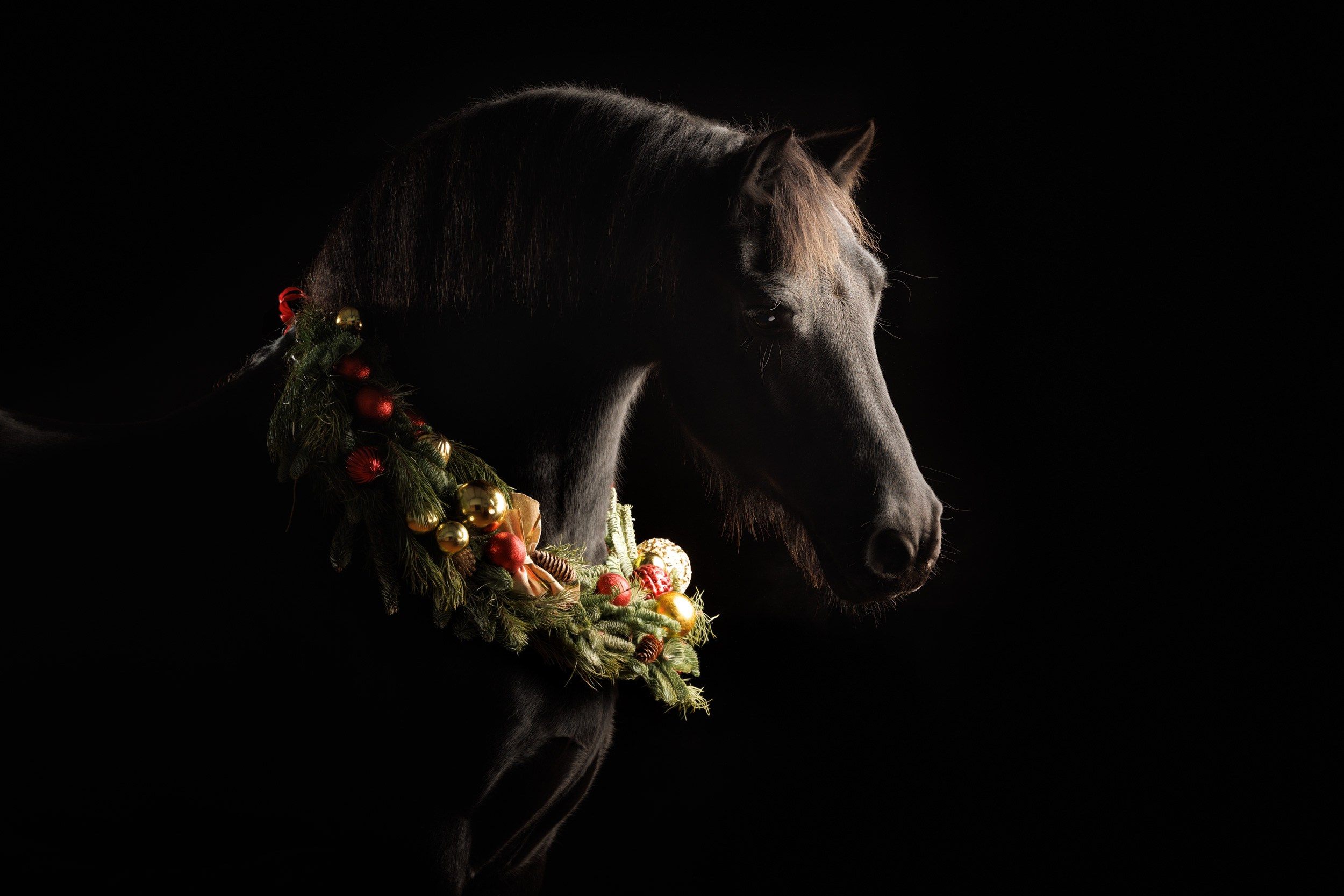 Лошади. Фотограф Анастасия Ветковская, Москва