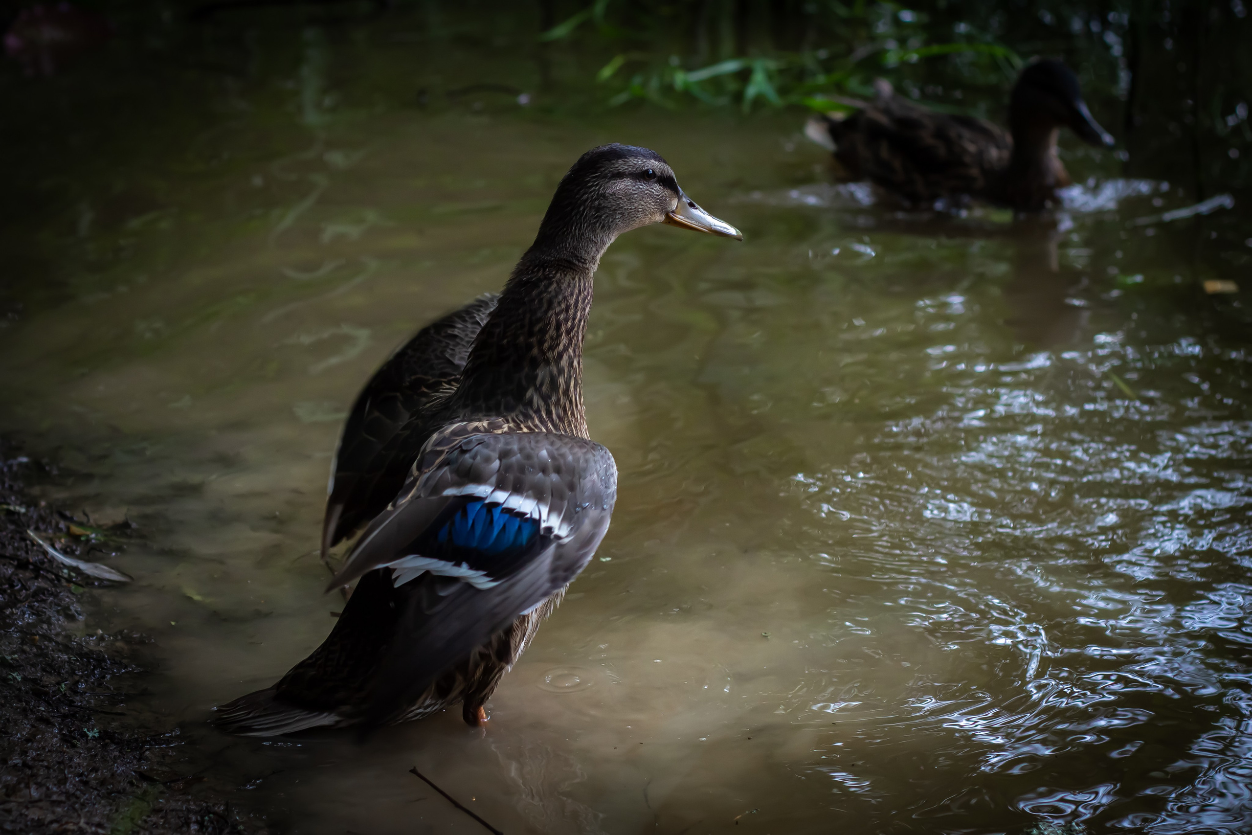 Природа. Polyframe