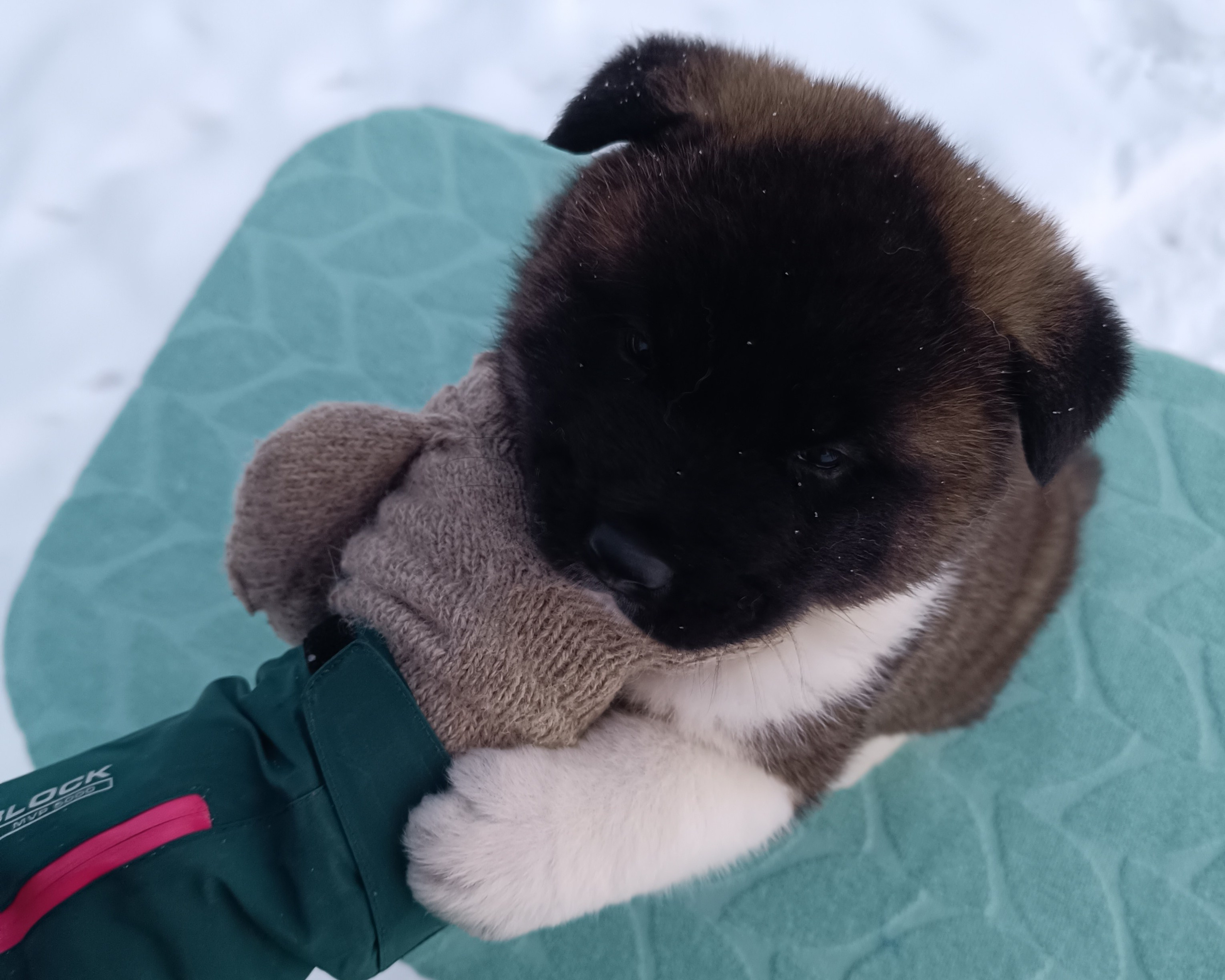 Американская акита  щенки питомник Санкт-Петербург клубные щенки Американская акита питомник RUBYLIGHT Рубилайт купить щенка американской акиты