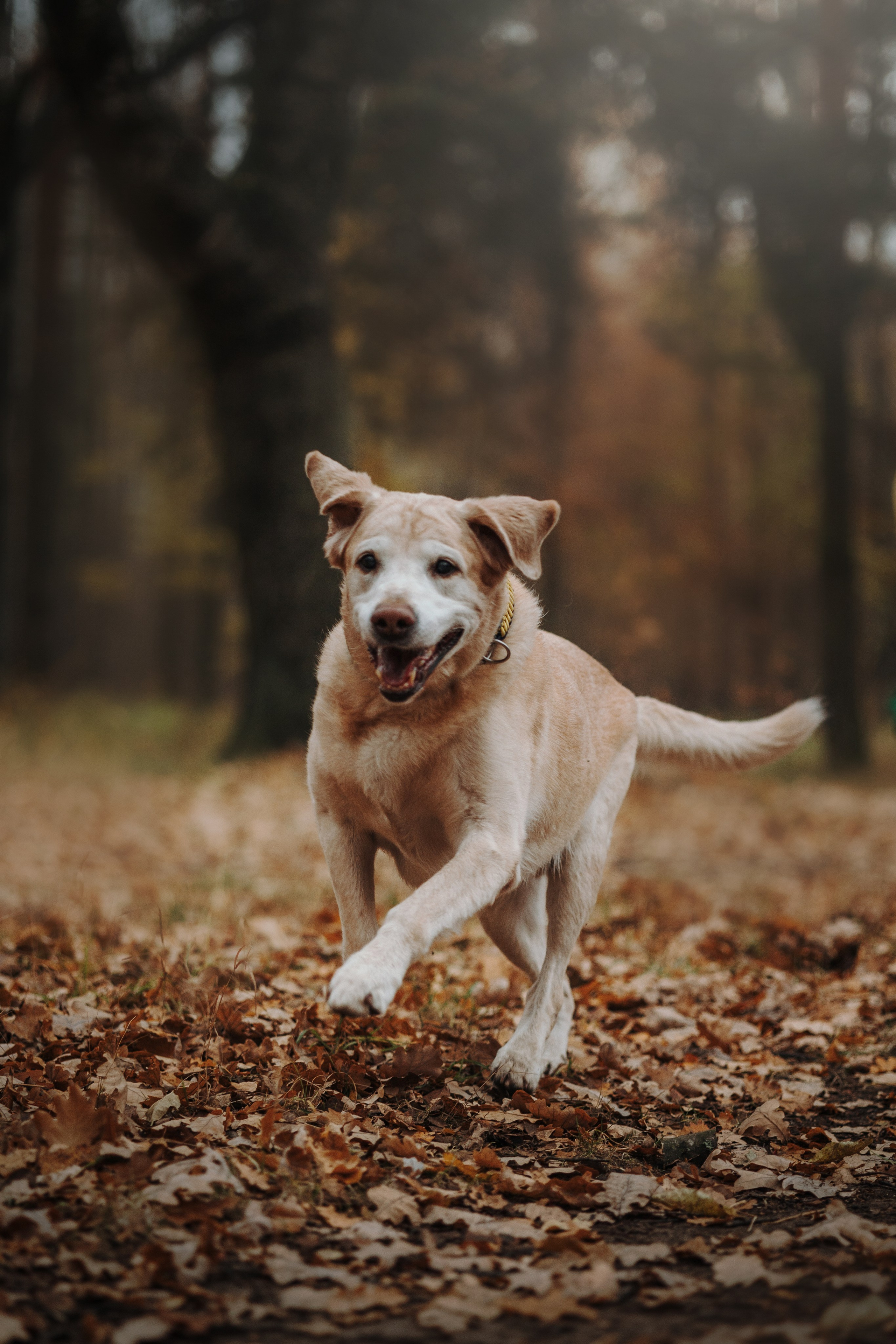 Оксана и Барон. Фотограф — Анималист | Санкт-Петербург
