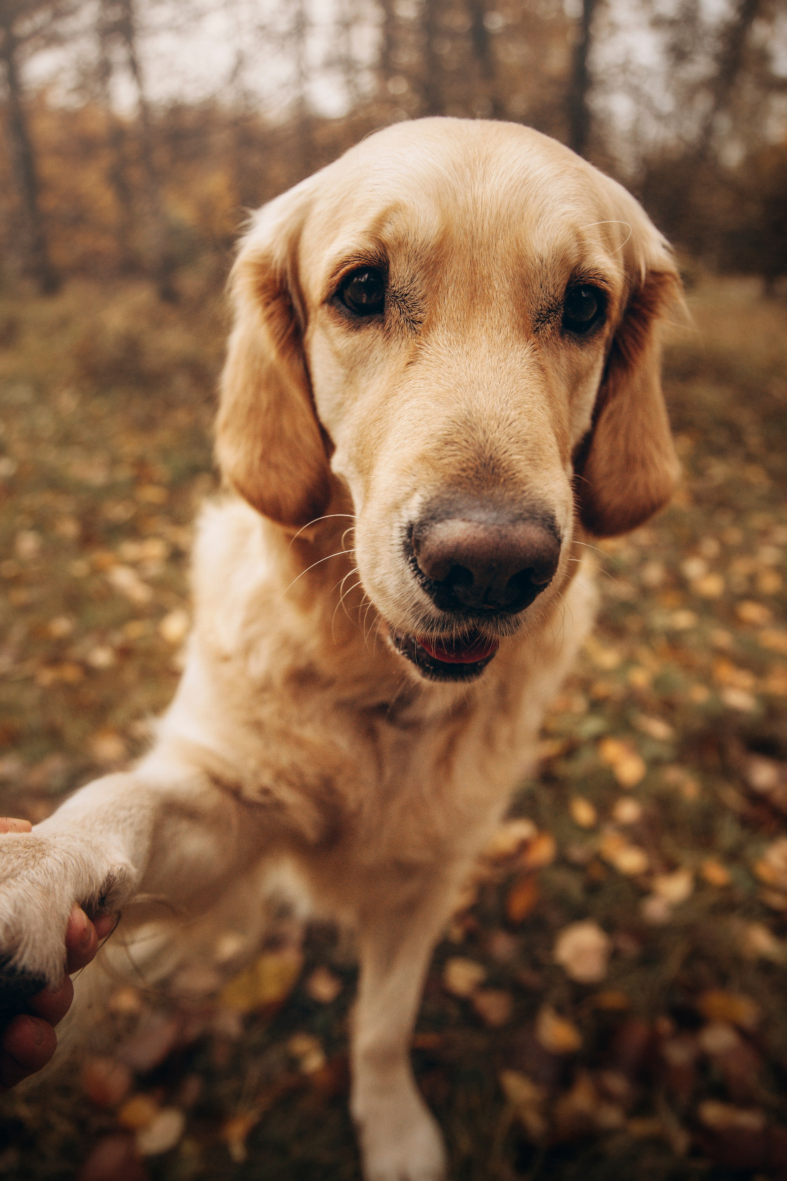 Марина и Чили. Фотограф — Анималист | Санкт-Петербург