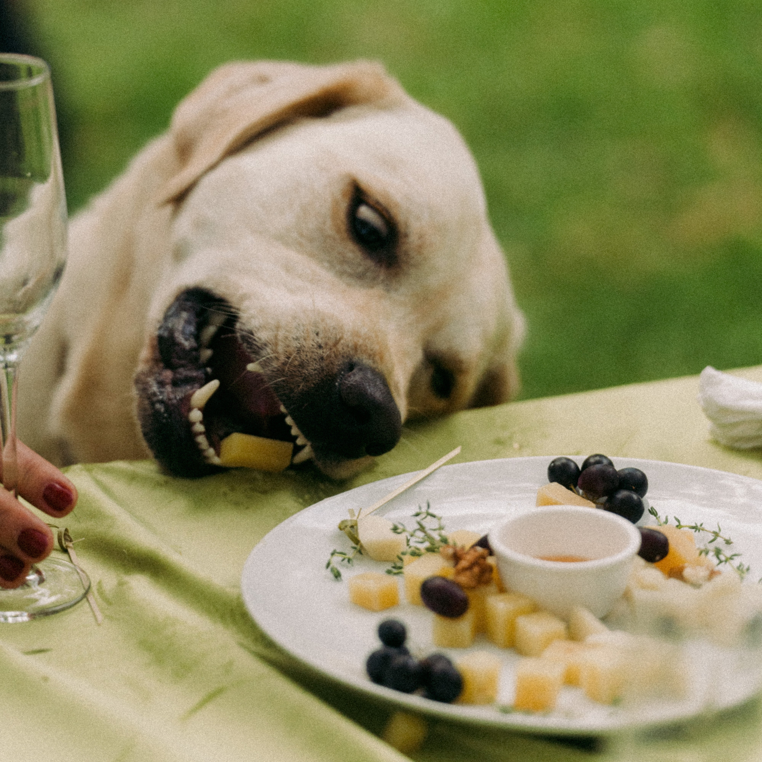 Никита и Полина. Свадебный фотограф Артем Смирнов