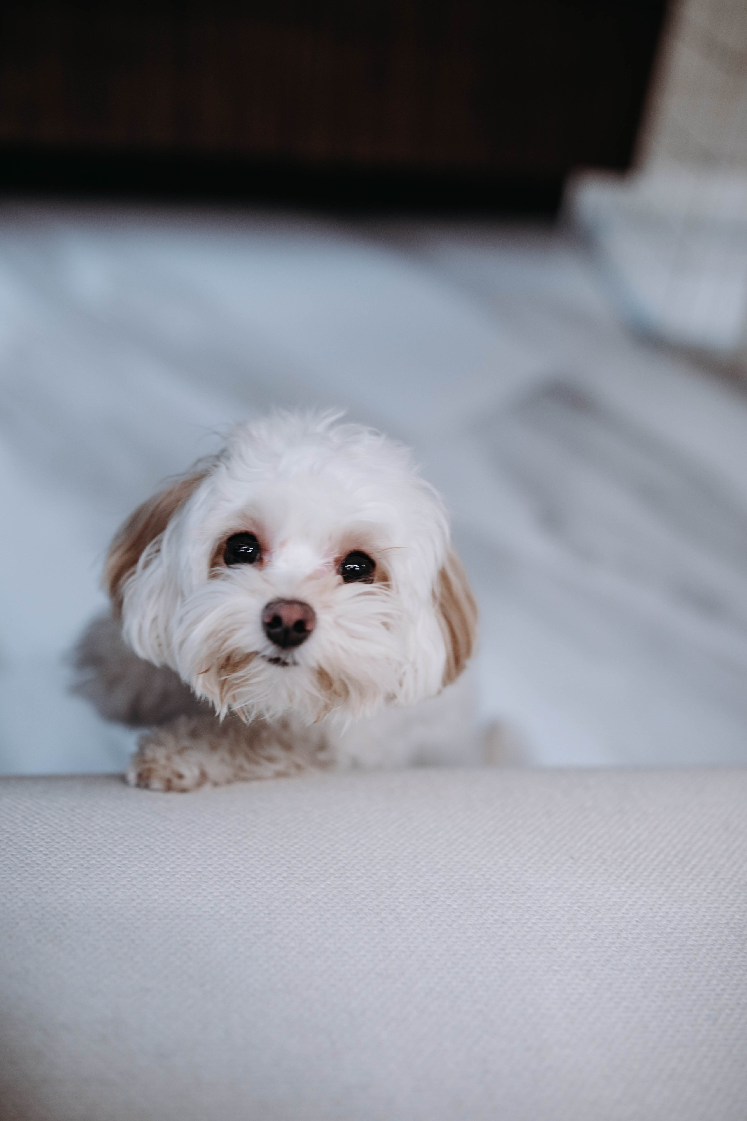 Белла. Профессиональный фотограф