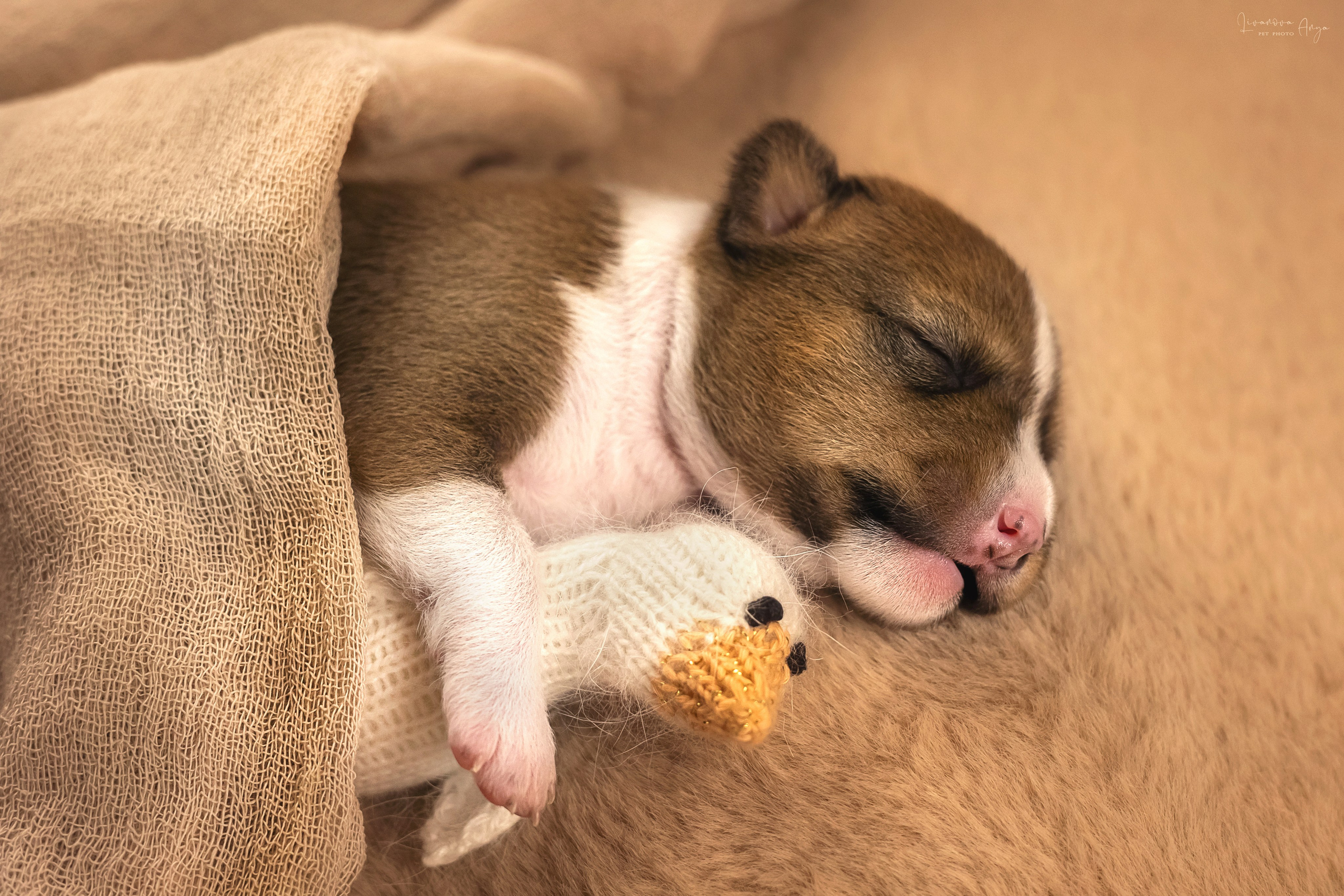 Басеньки. Фотограф анималист Аня Ливанова | Рыбинск