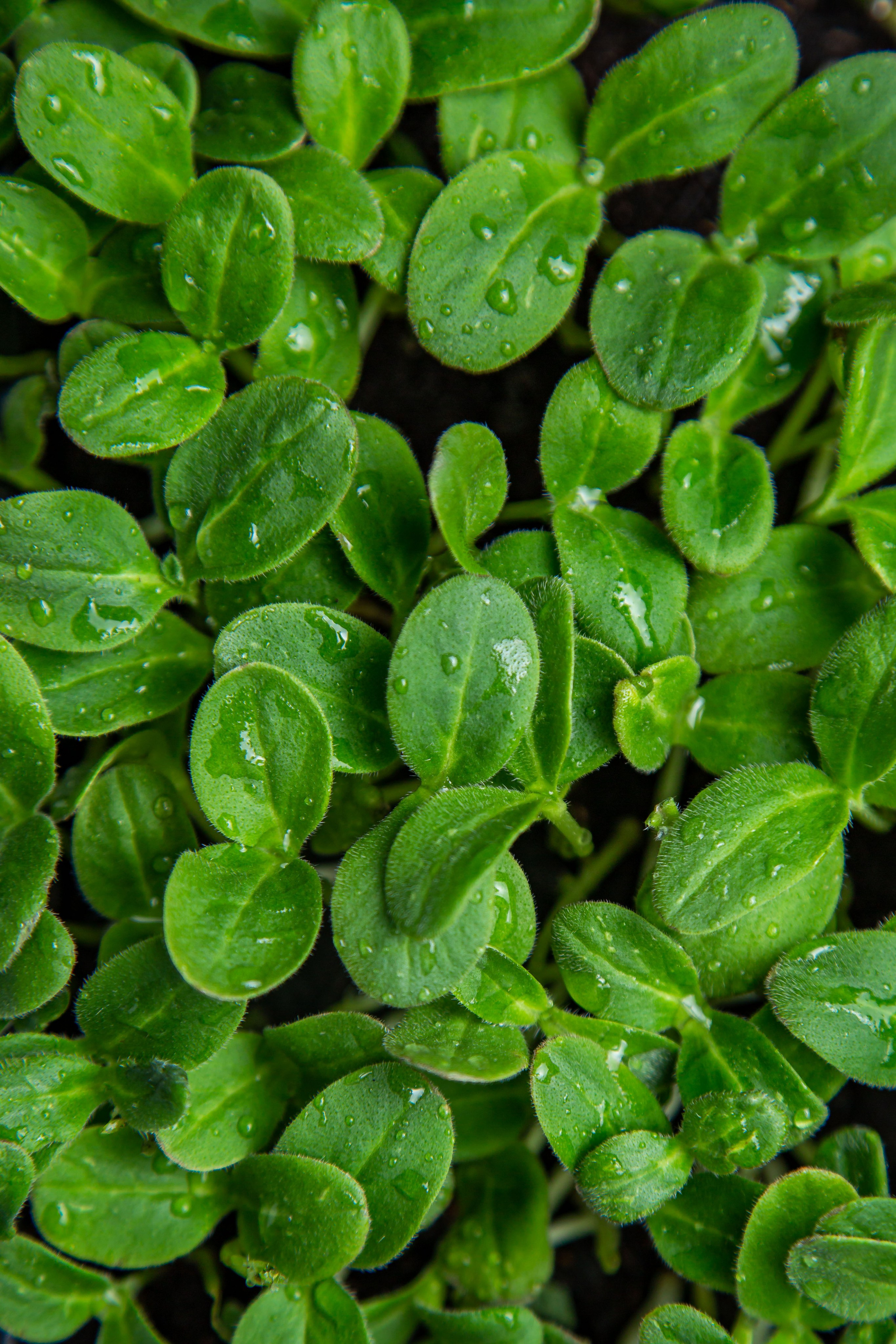 Предметкая и фуд фотография