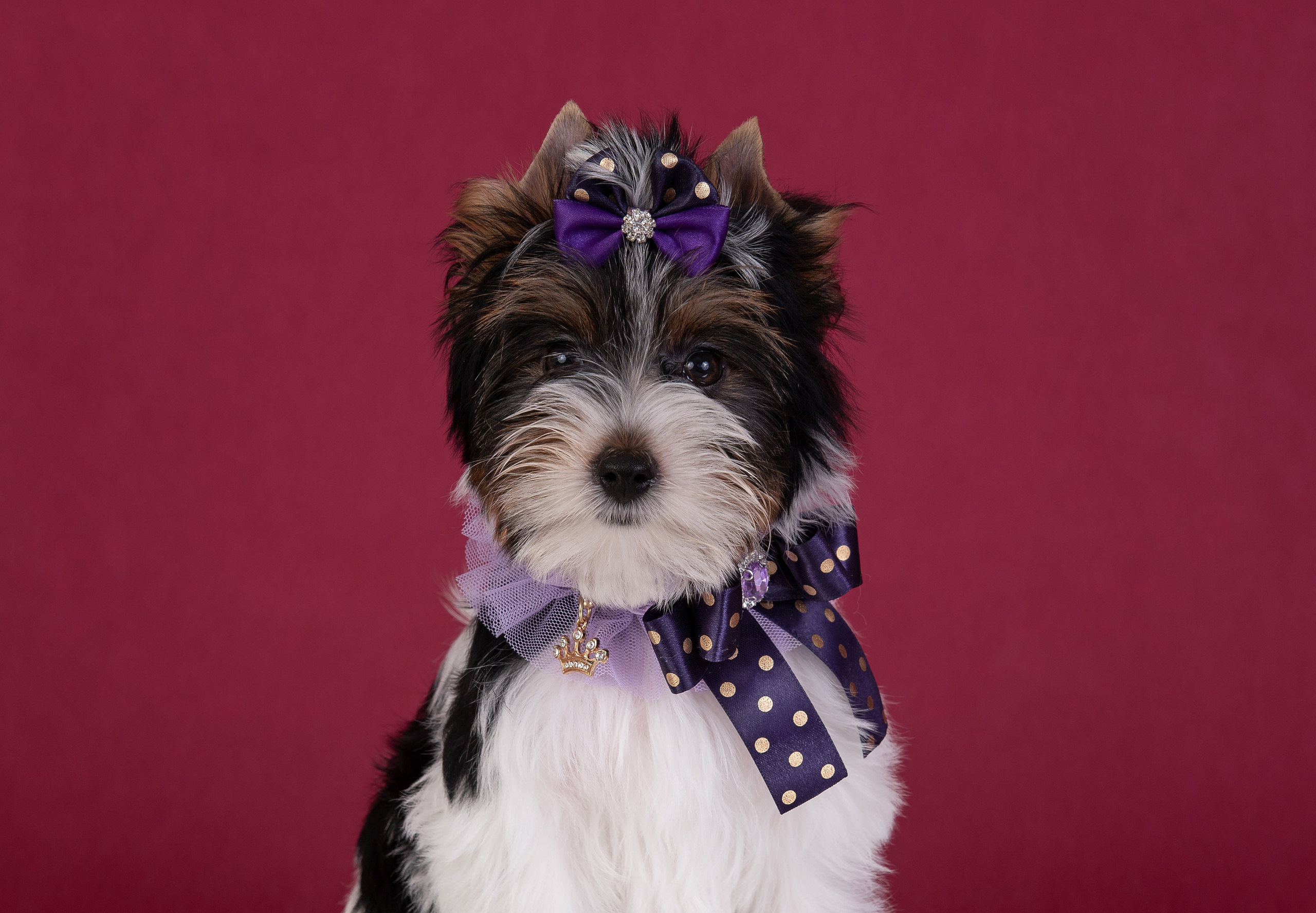 Щенки в домашней студии. Фотограф анималист в Казани Алина Сулейманова. Фотограф животных